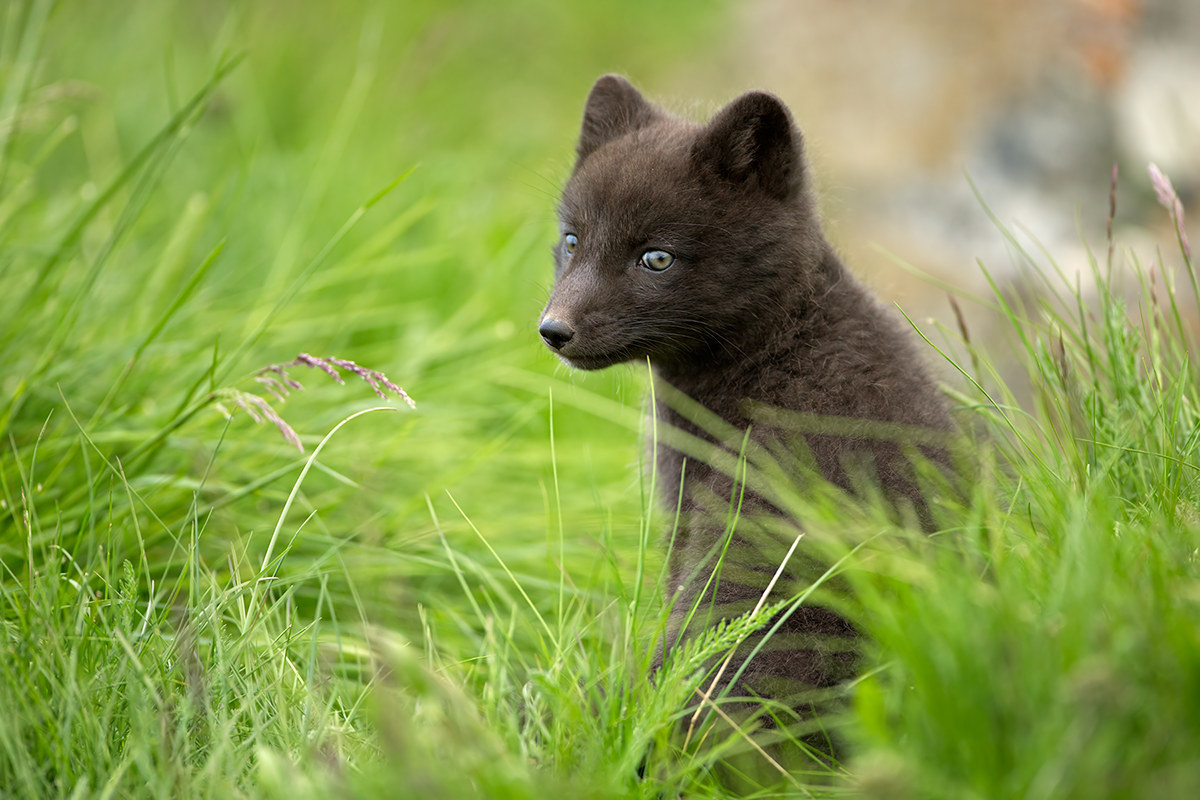 Vulpes lagopus (Arctic fox) - Iceland