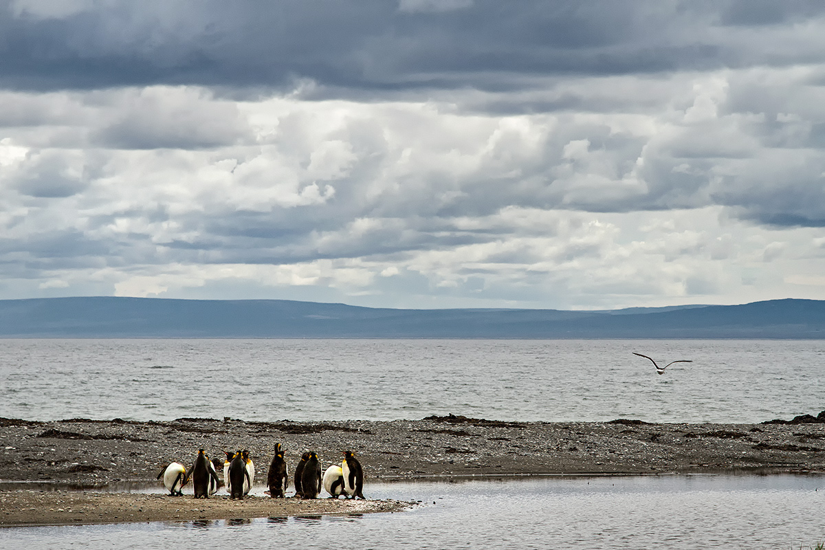 Isla large Tierra del Fuego