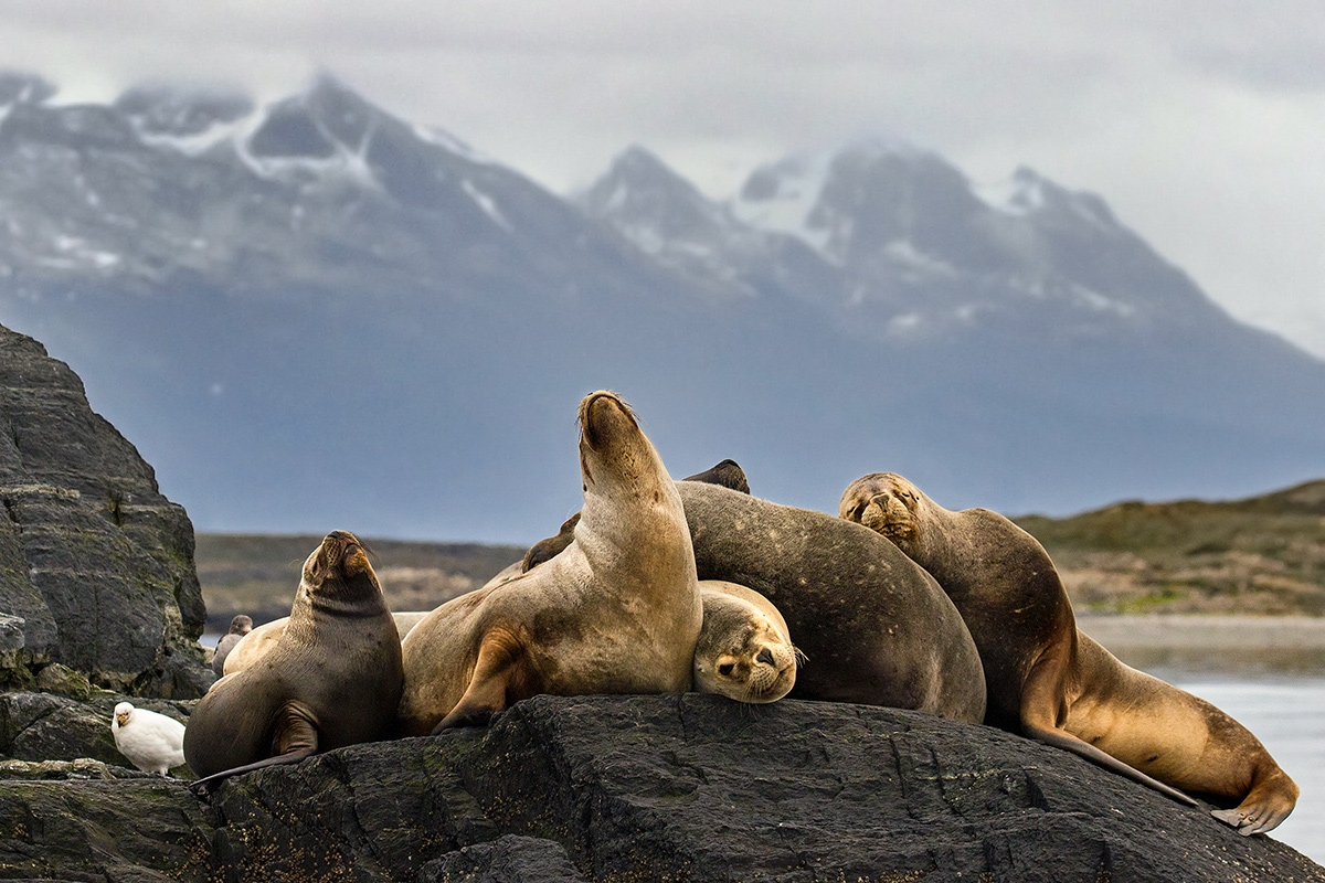 leoni marini e paloma antartica