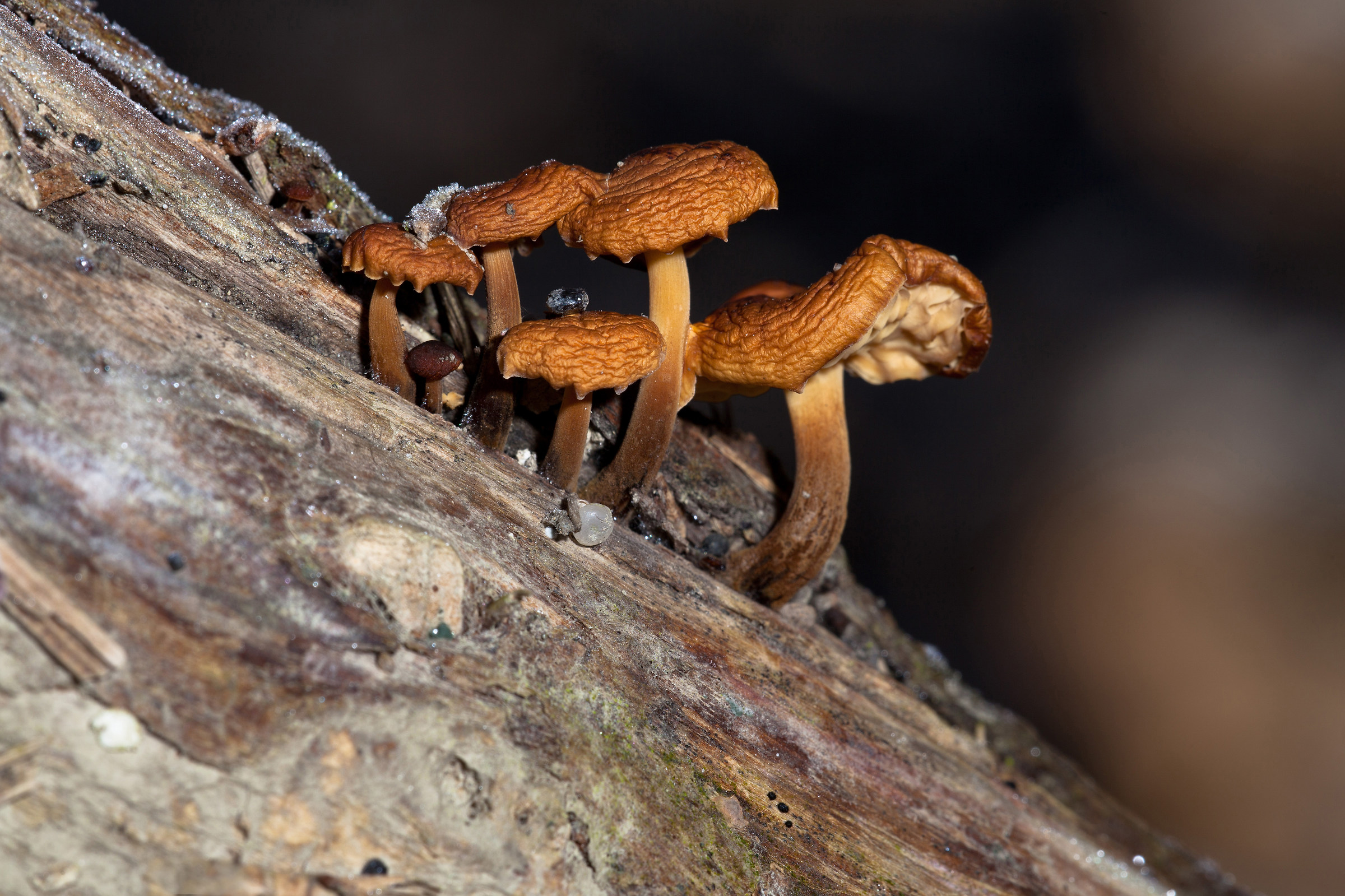 funghi della brina (brinèn)