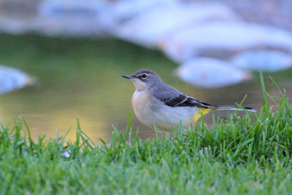 Yellow Wagtail Motacilla cinerea (Motacillidae)