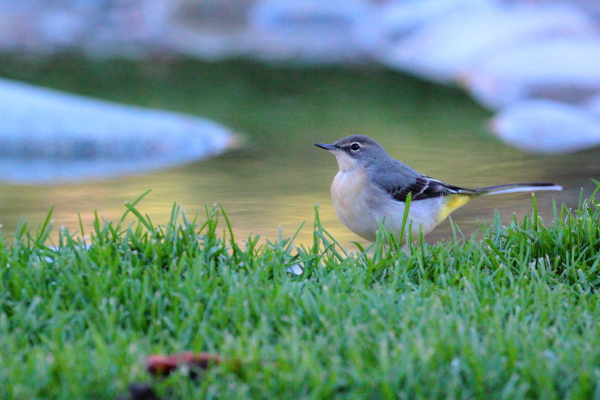 Yellow Wagtail Grey Wagtail (Motacillidae)