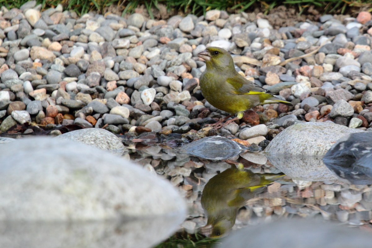 Greenfinch Carduelis chioris
