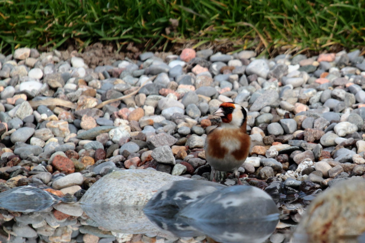 Ccardellino Carduelis carduelis