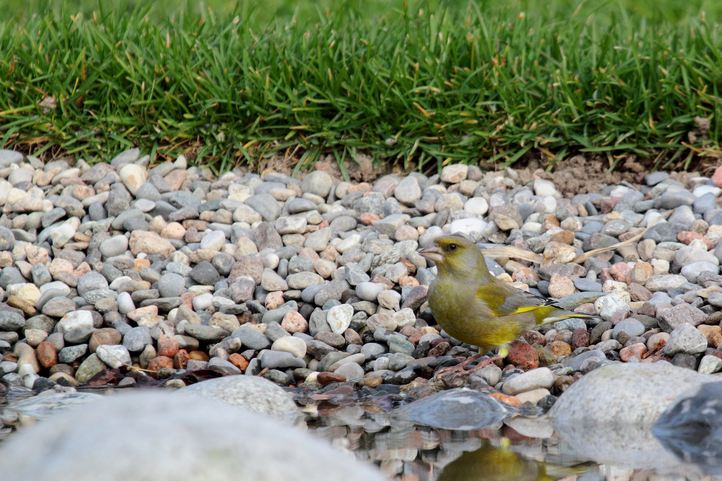 Greenfinch Carduelis chioris