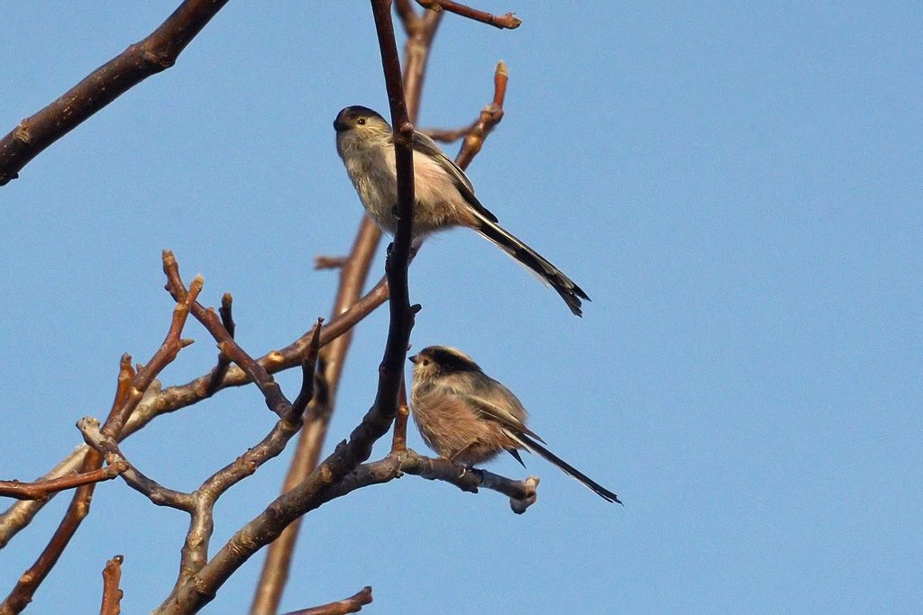 long-tailed tits