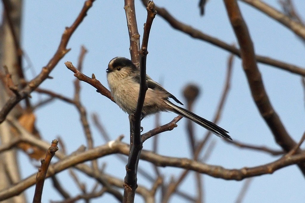 Long-tailed Tit