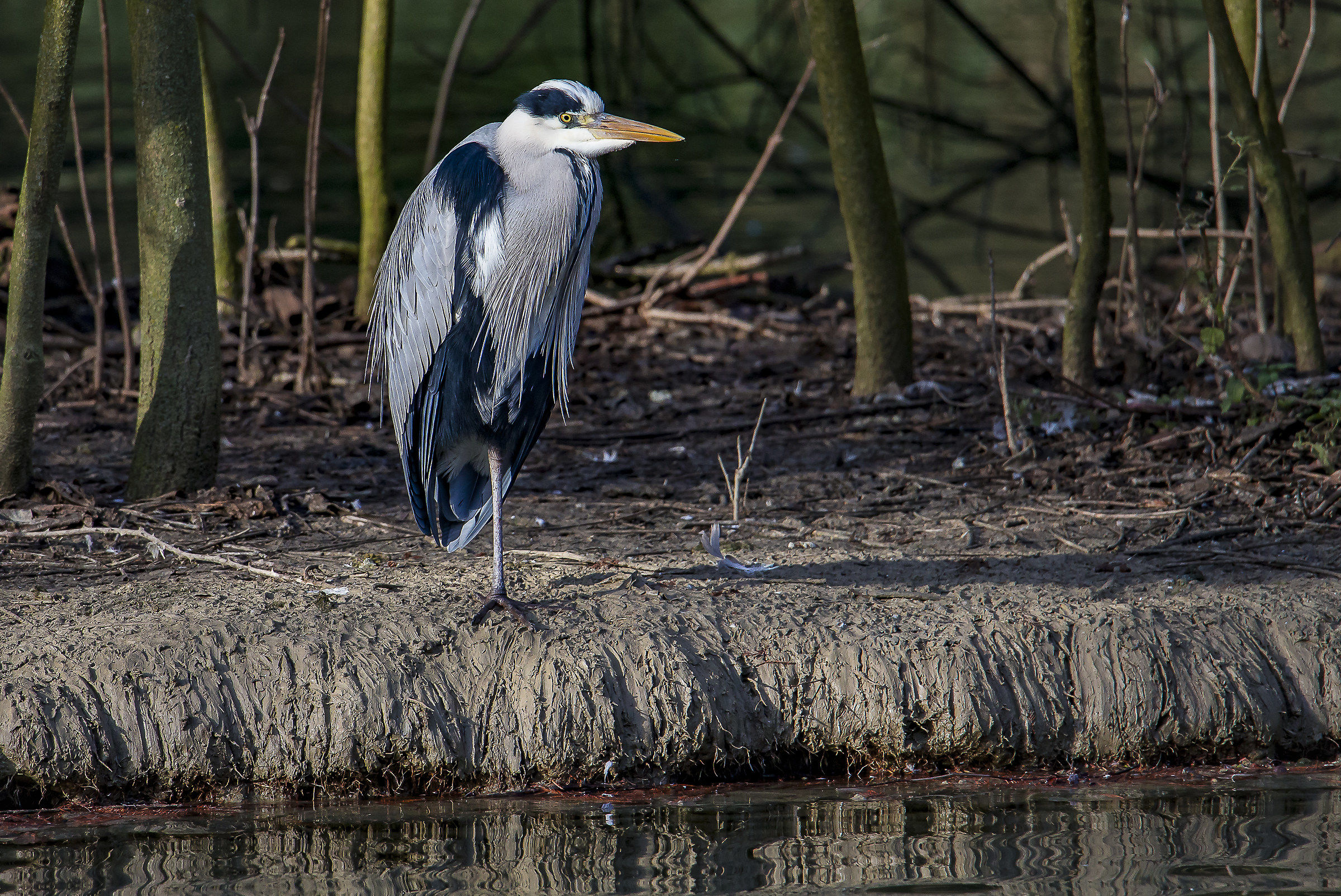 Heron tired