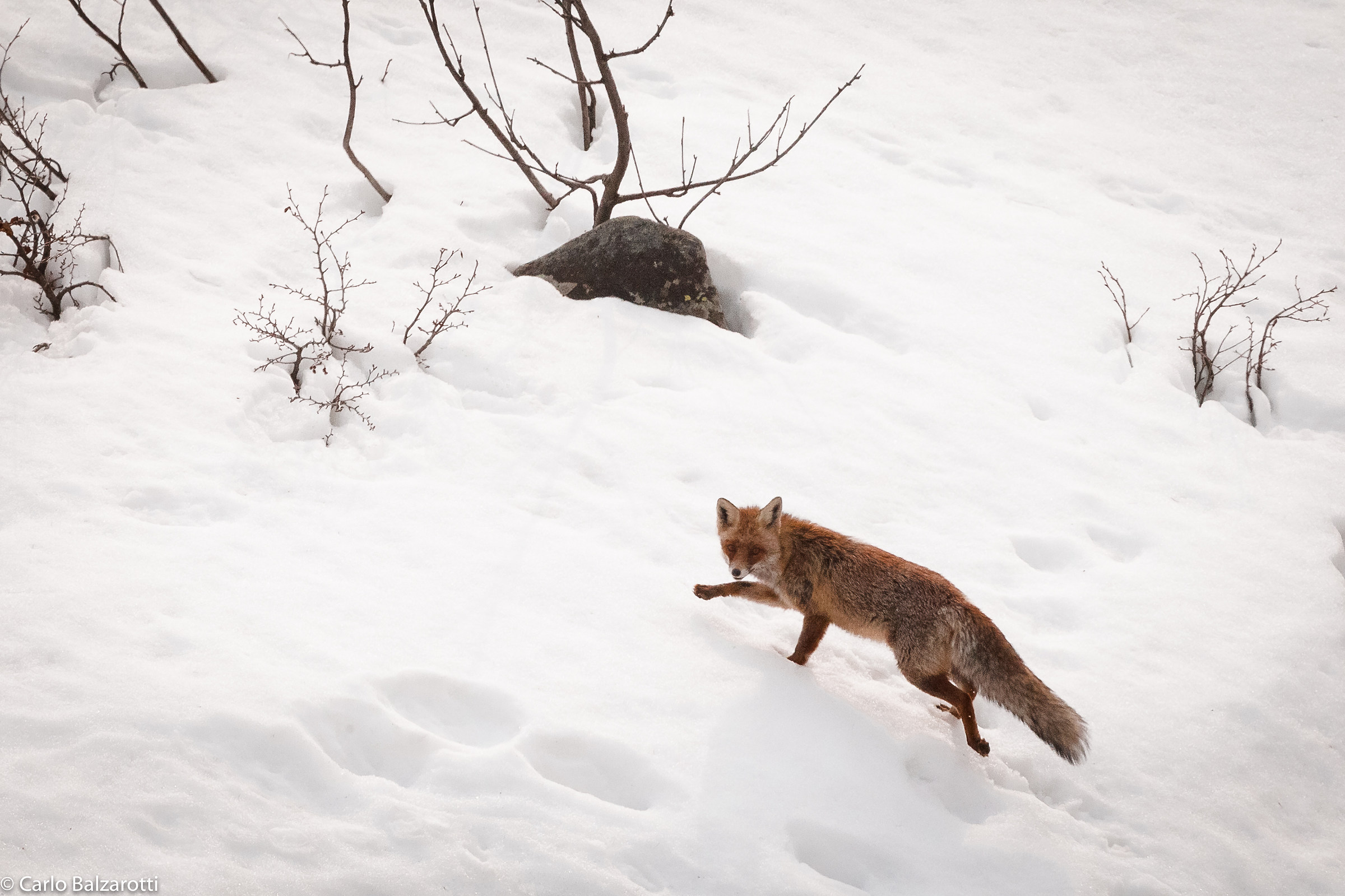 Volpe nella neve