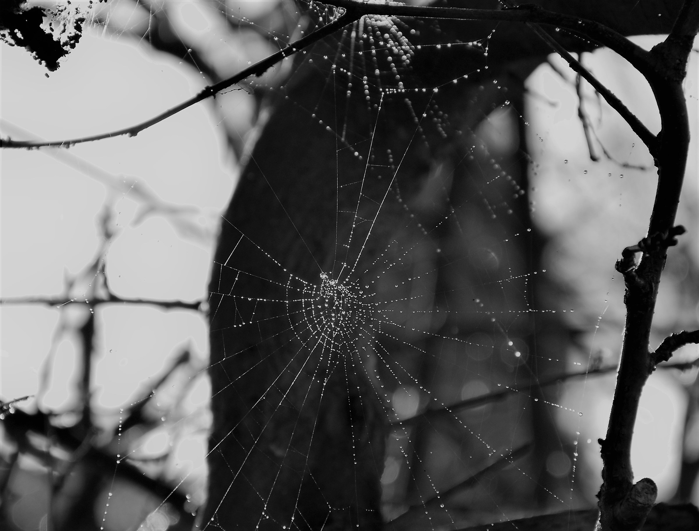 web