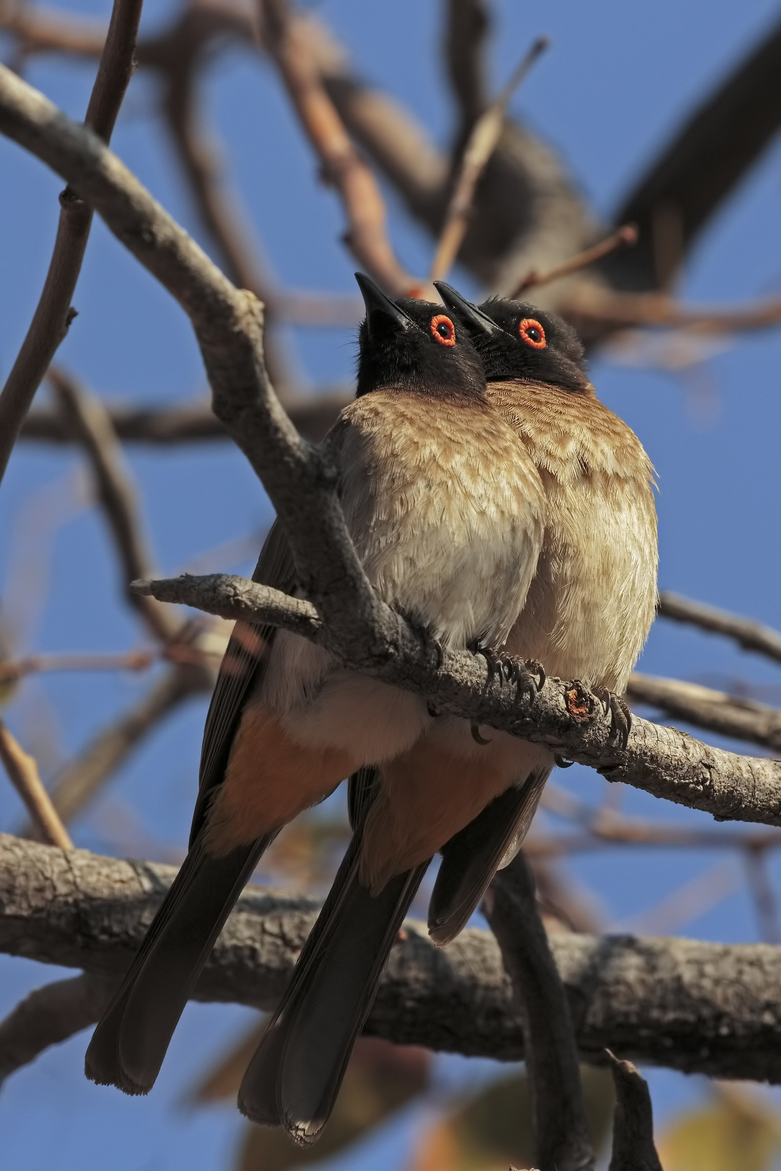 Pair of African Red-eyed bulbul superior