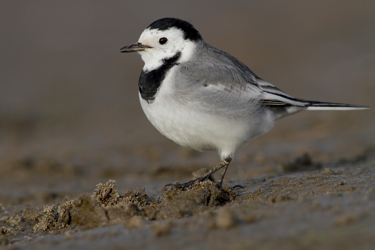 white Wagtail