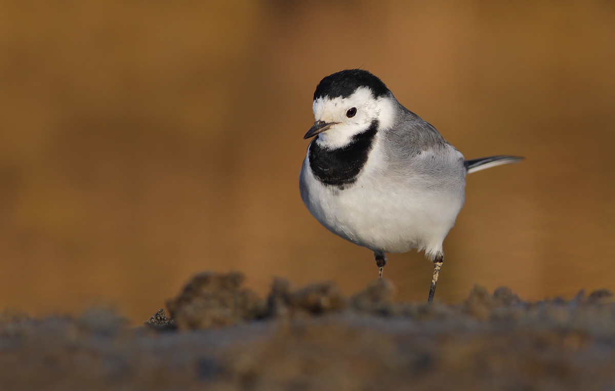 white Wagtail