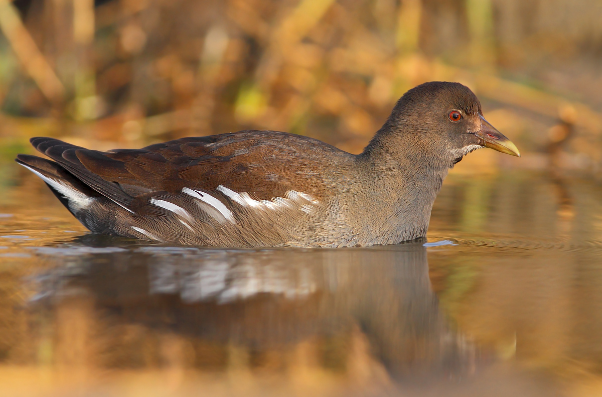 Moorhen