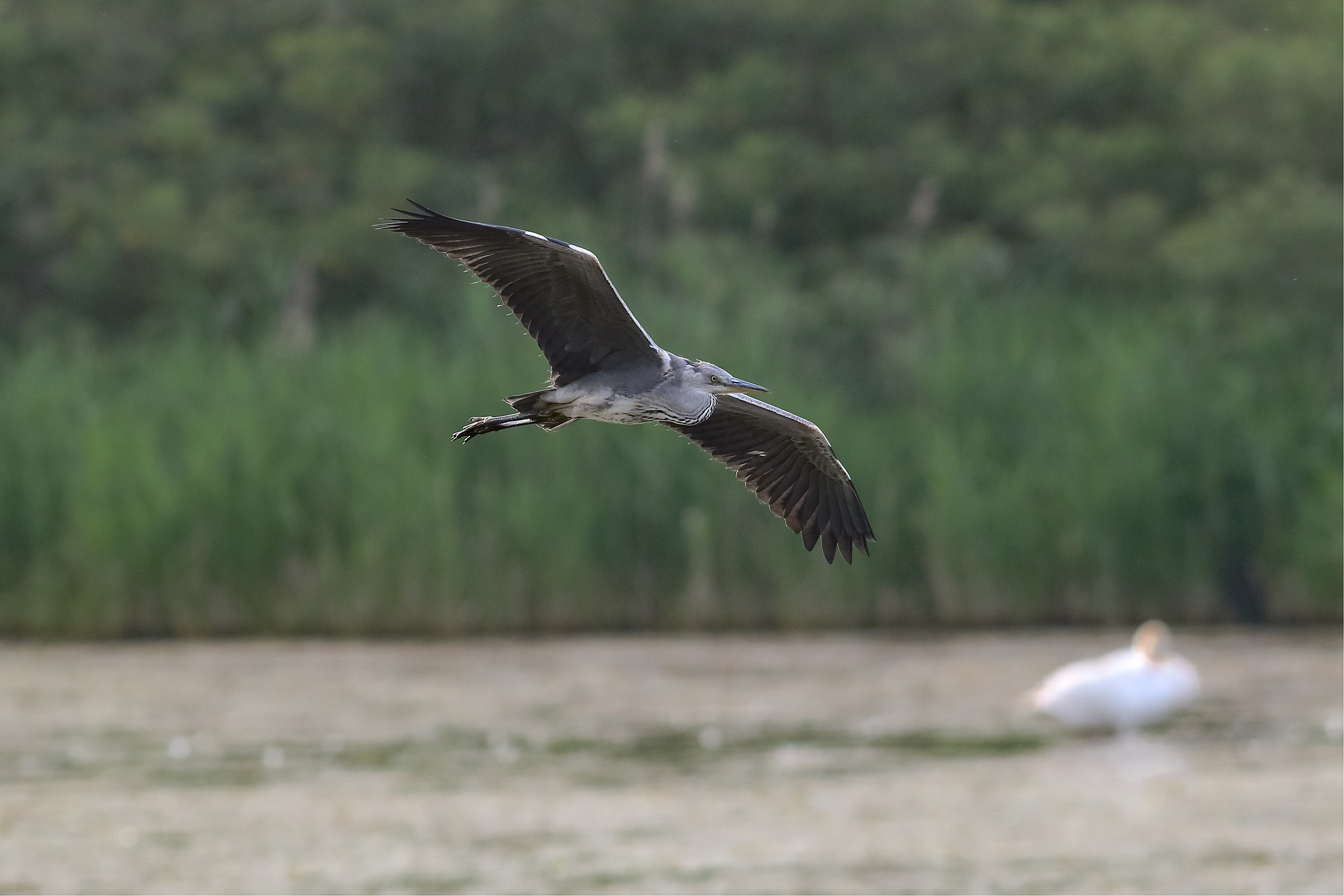 Heron in flight