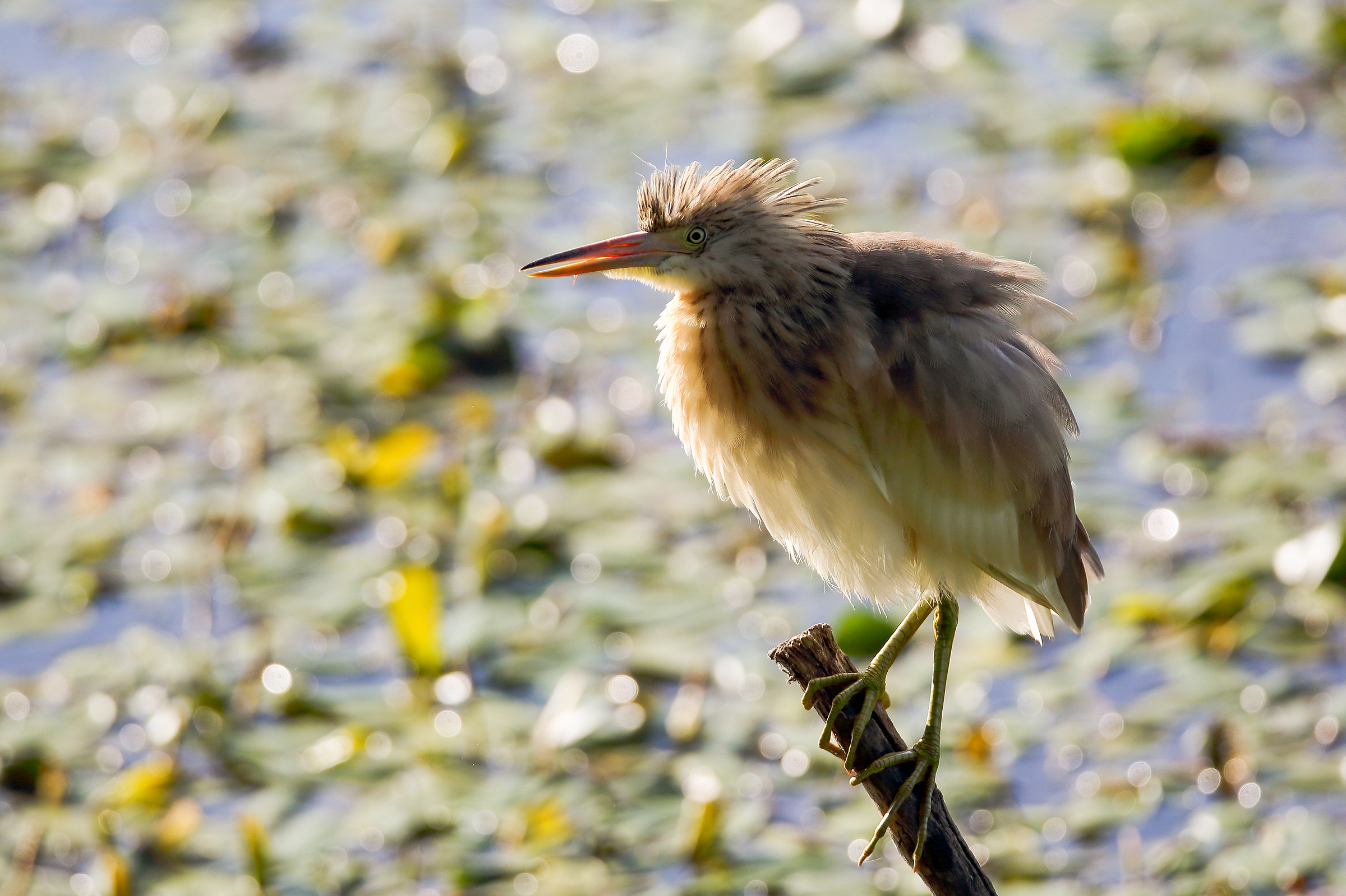 rich dish I shove (sling)