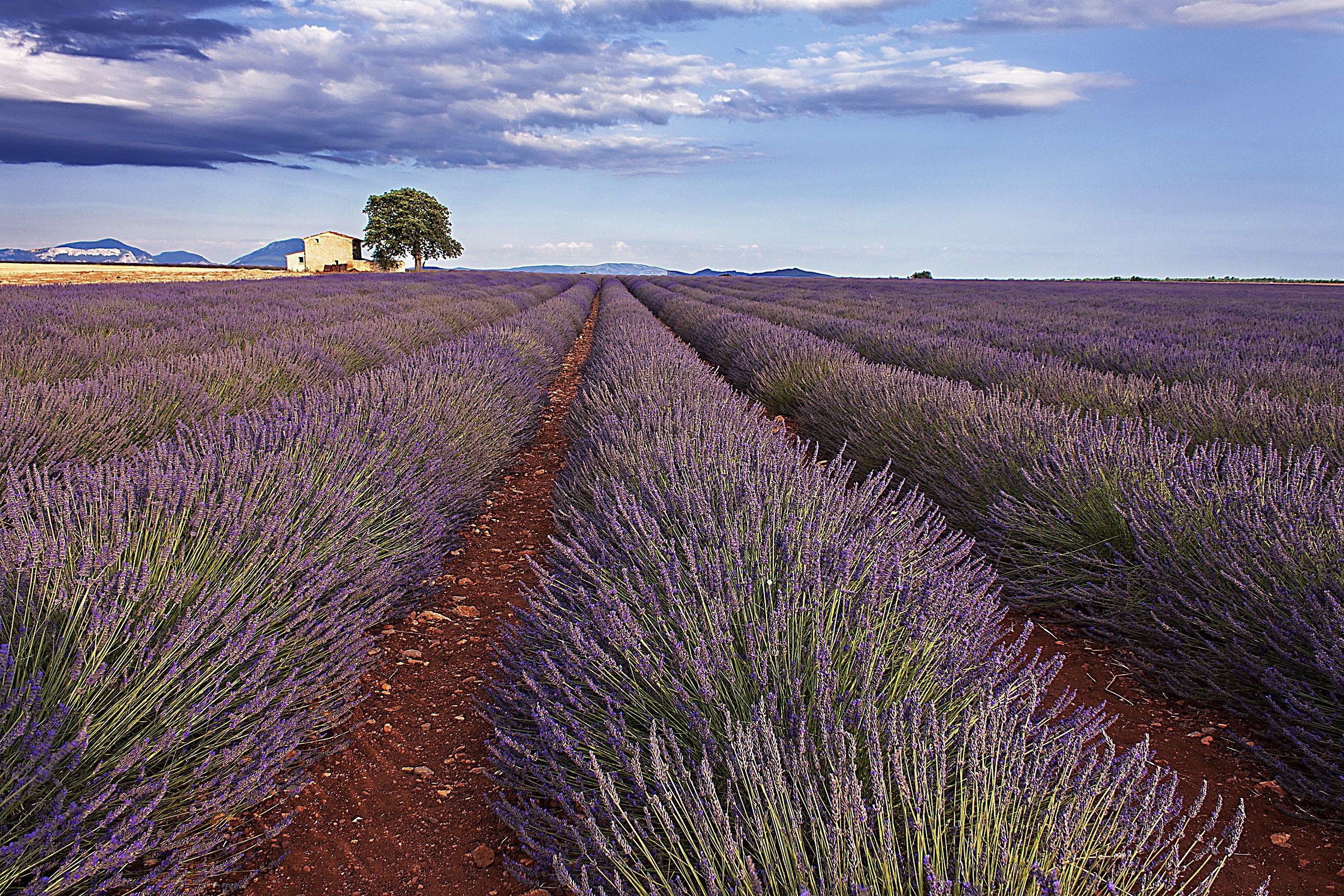 Lavanda