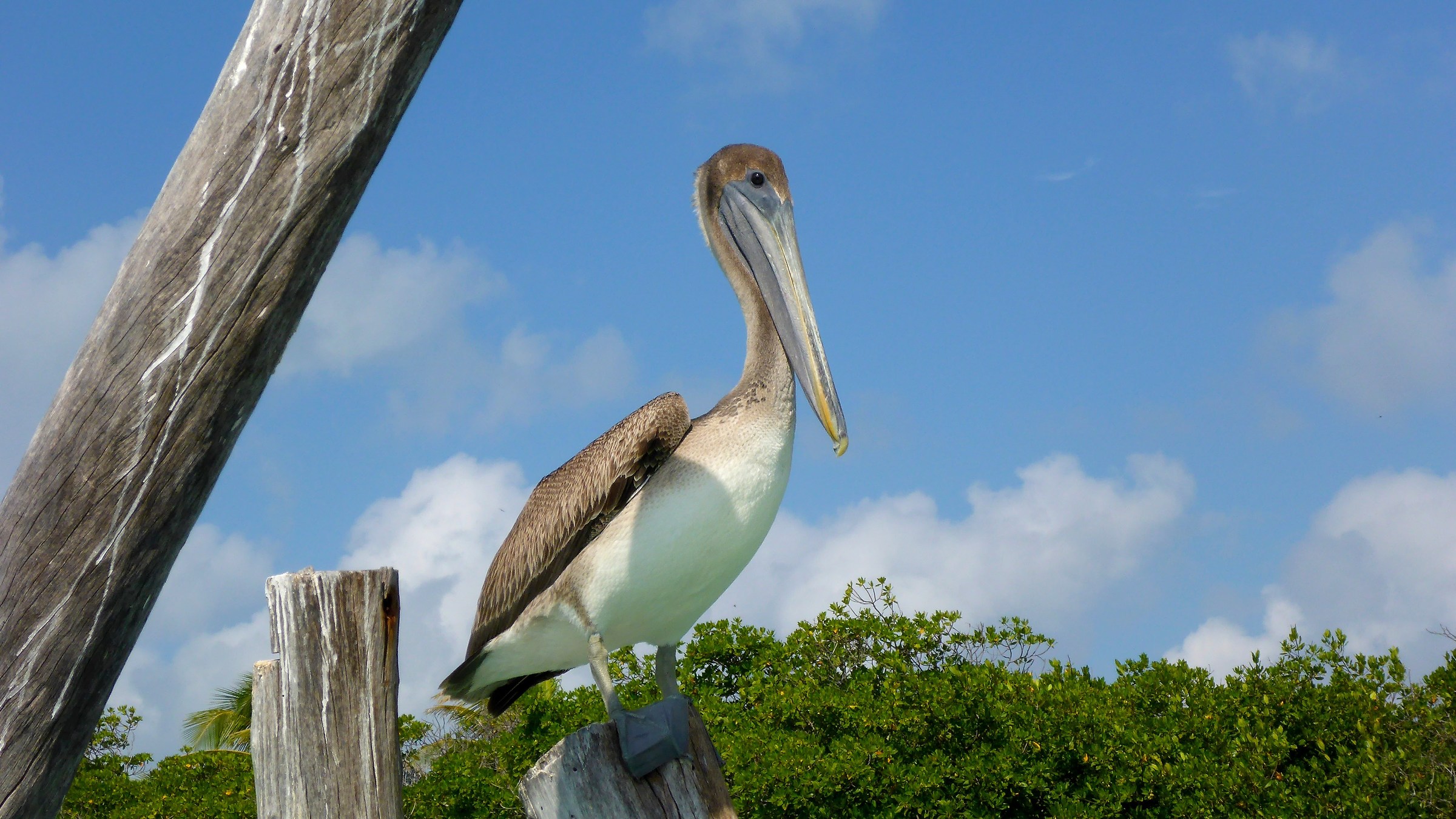 Pelican stress