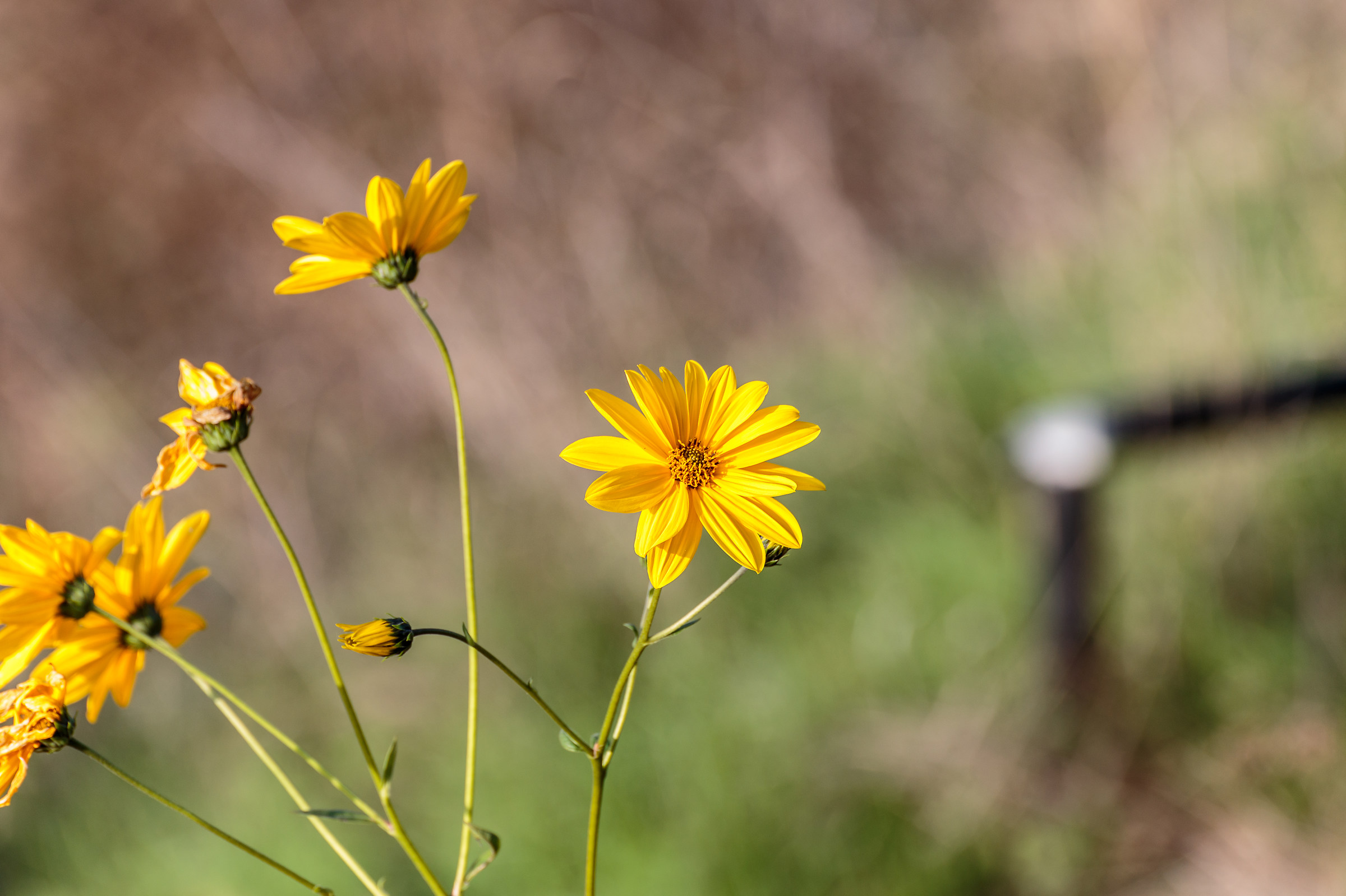Jerusalem artichokes