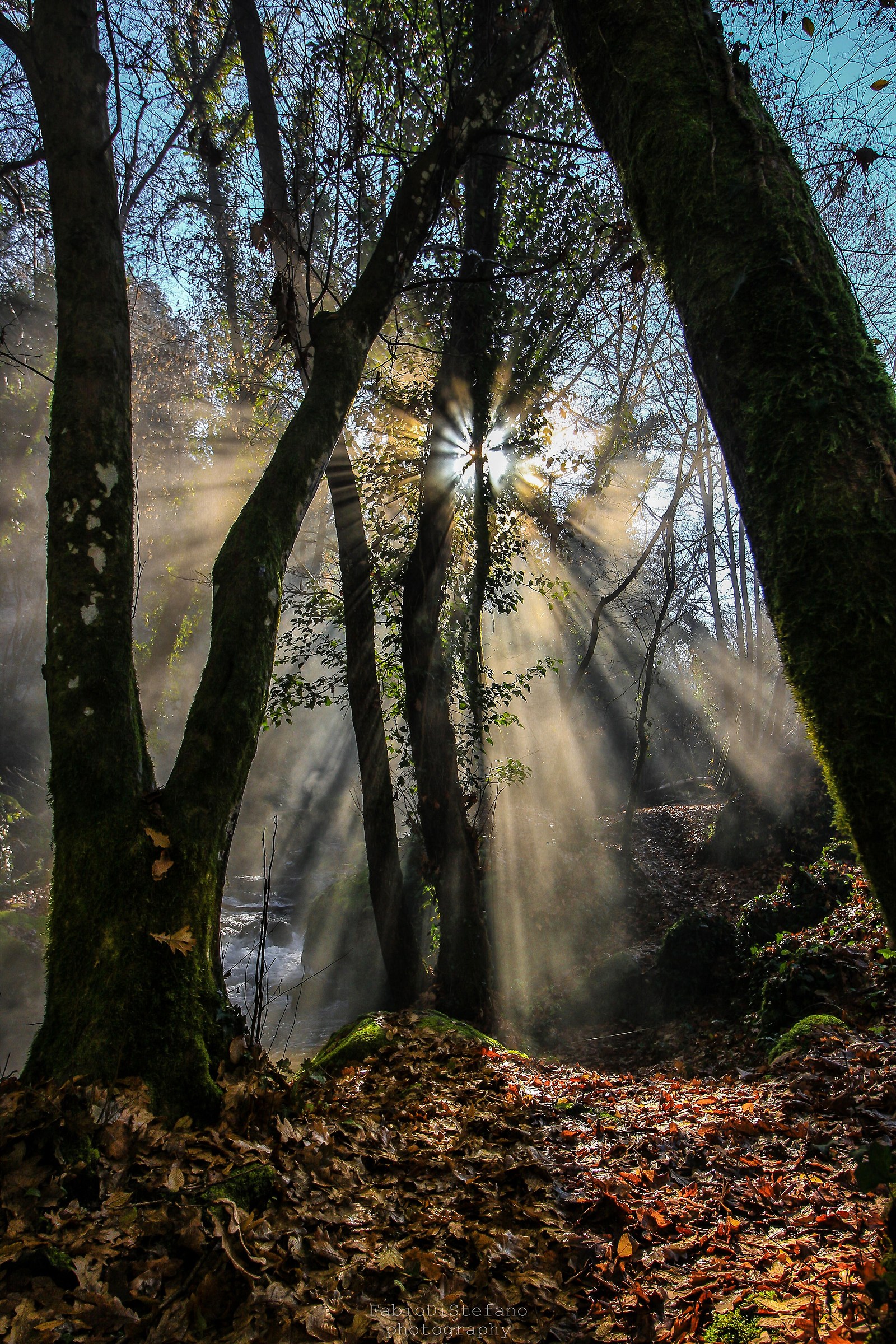Glimmers of light in the undergrowth