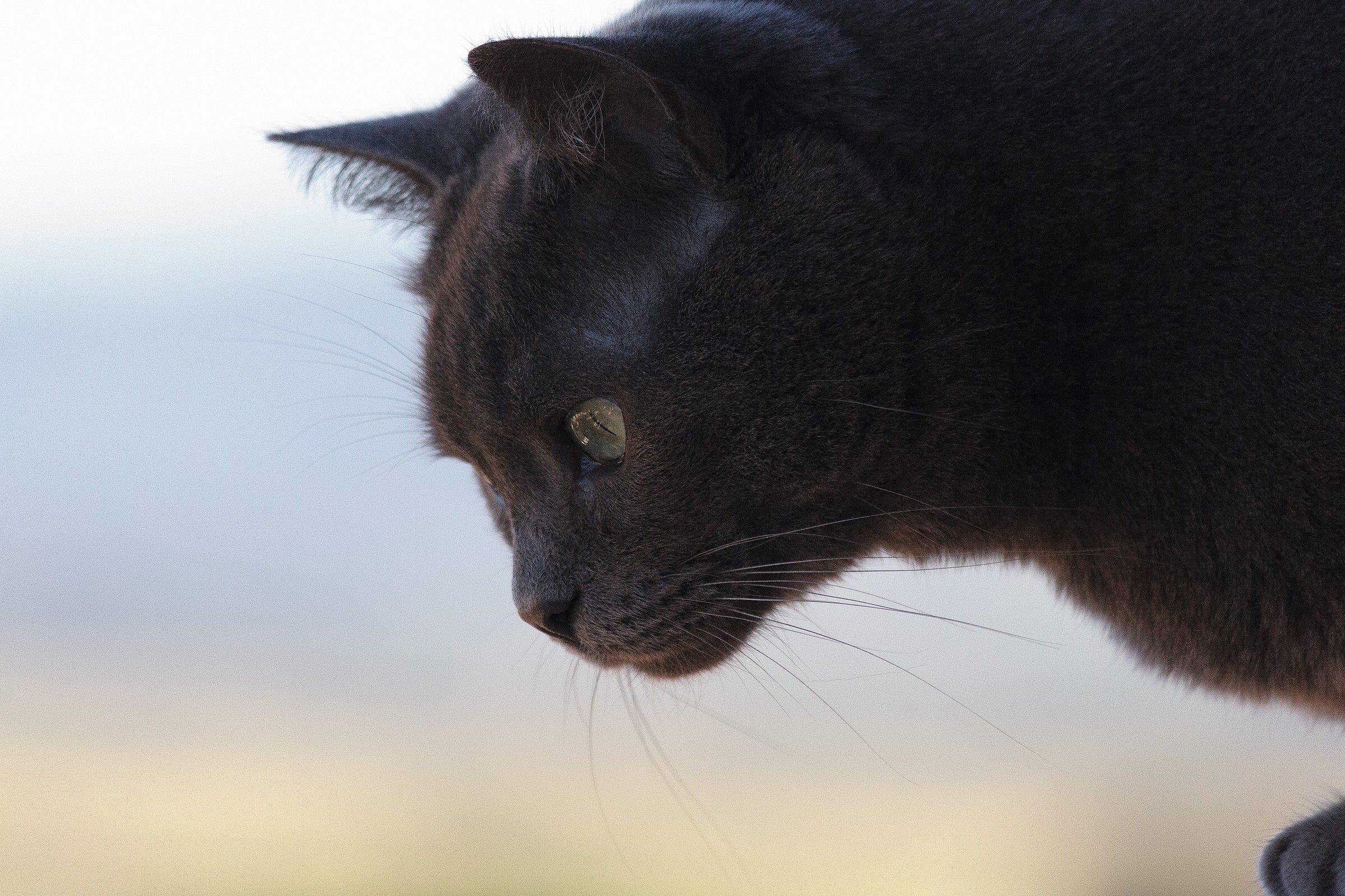 Grizzly che controlla la situazione