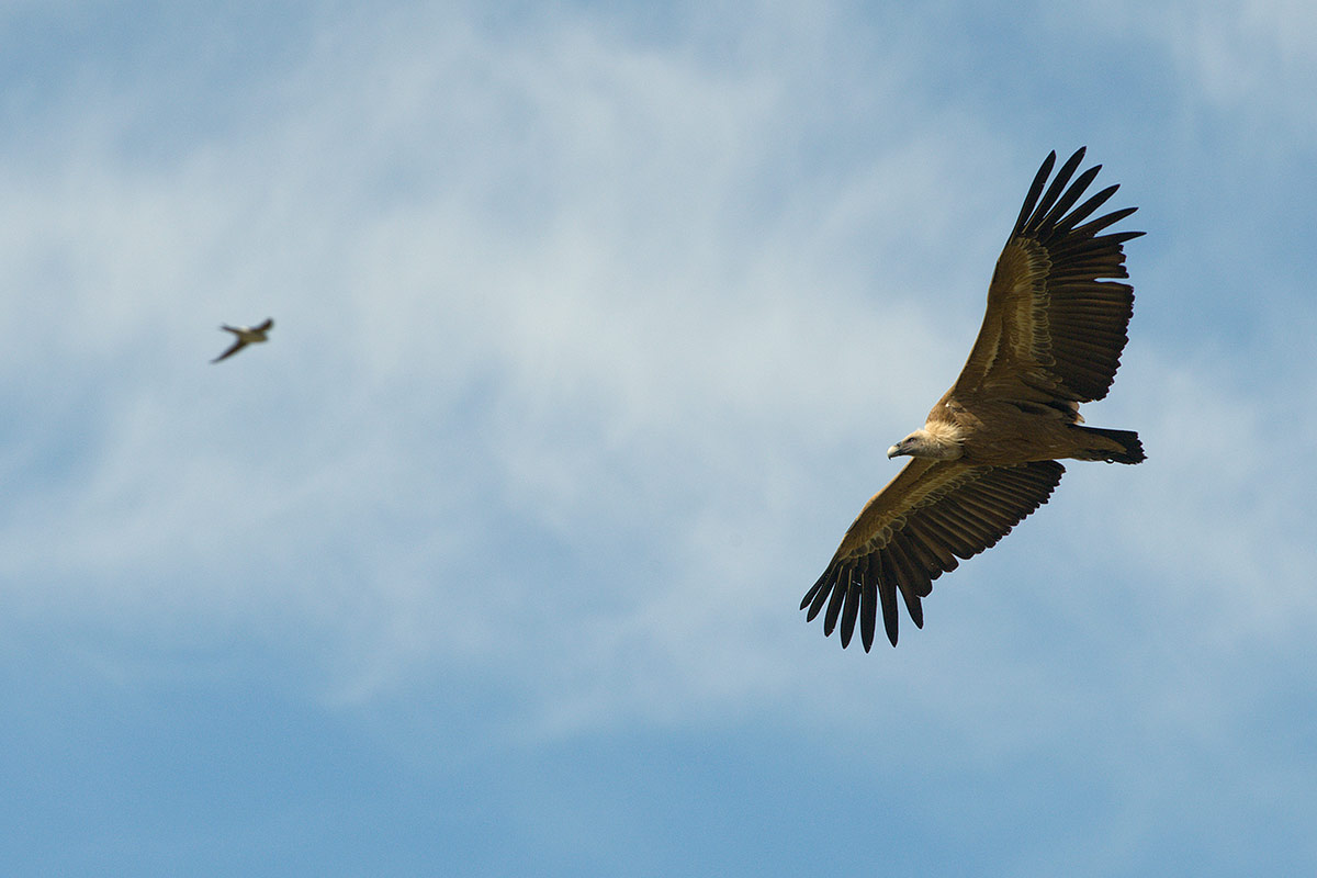 Grifone, Hermita de san frutos