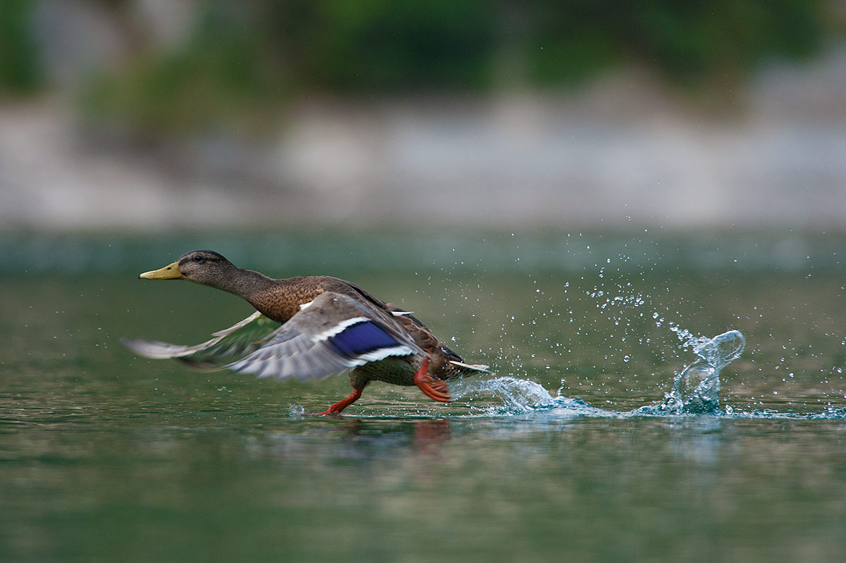 Germoano reale, Abruzzo