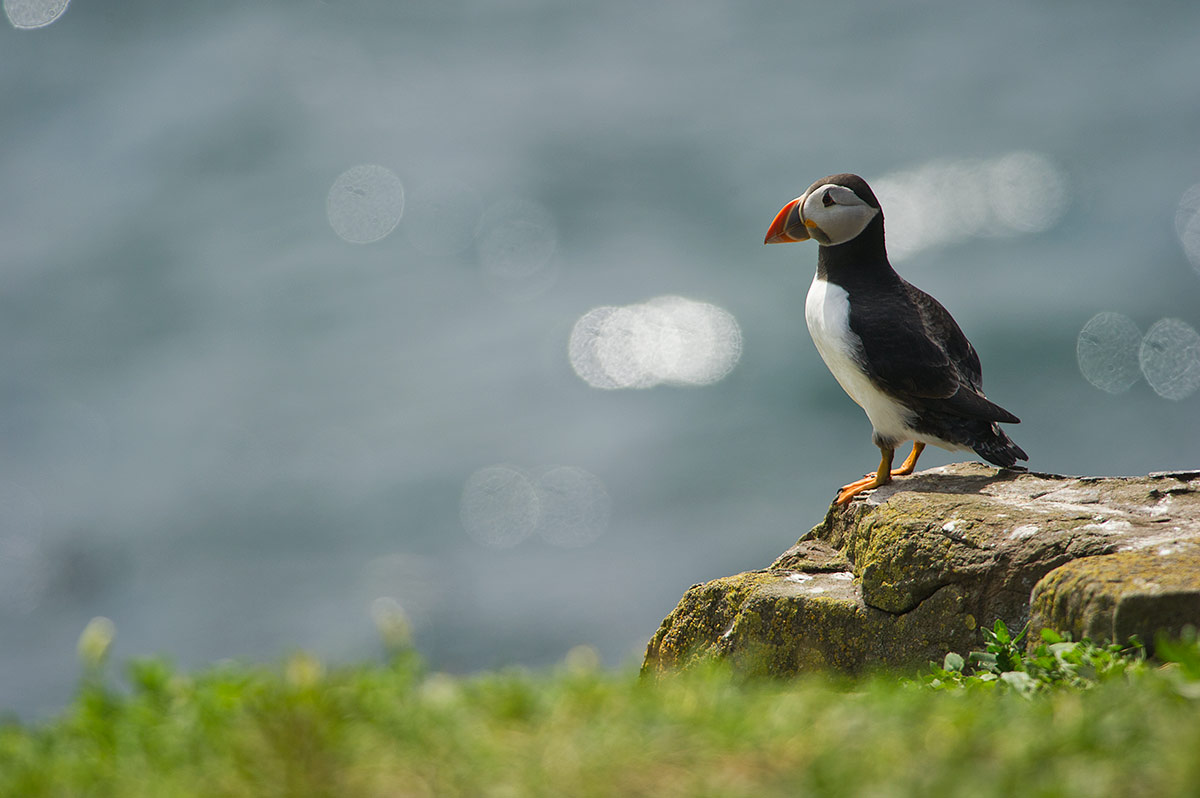 Puffin