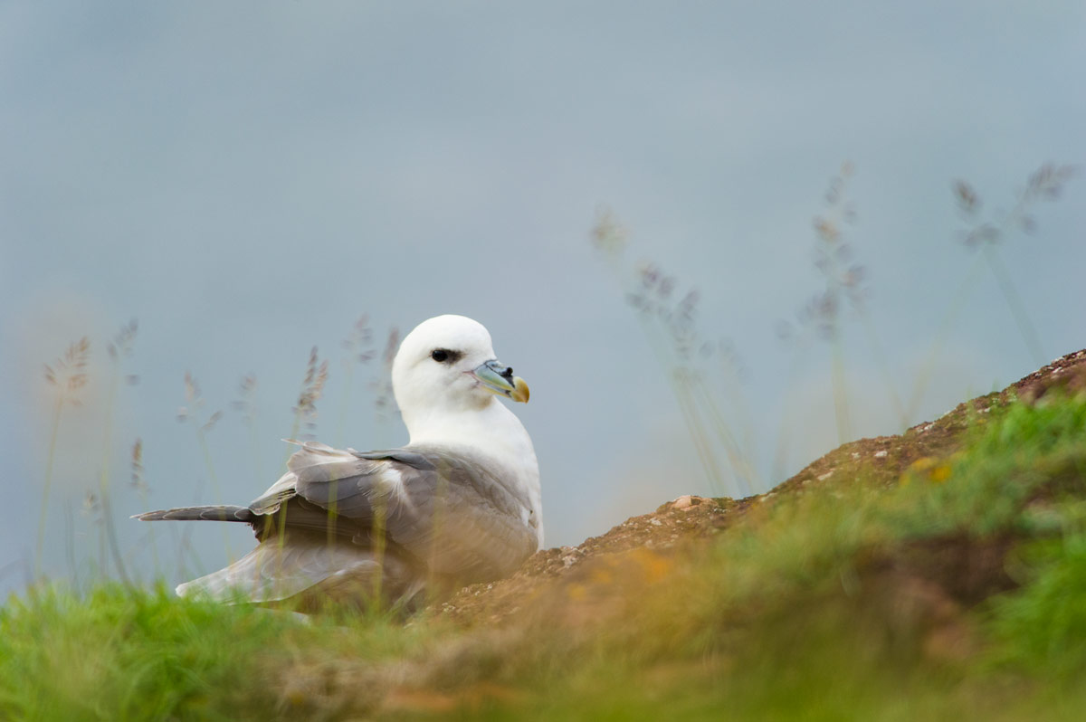 Fulmarus glacialis