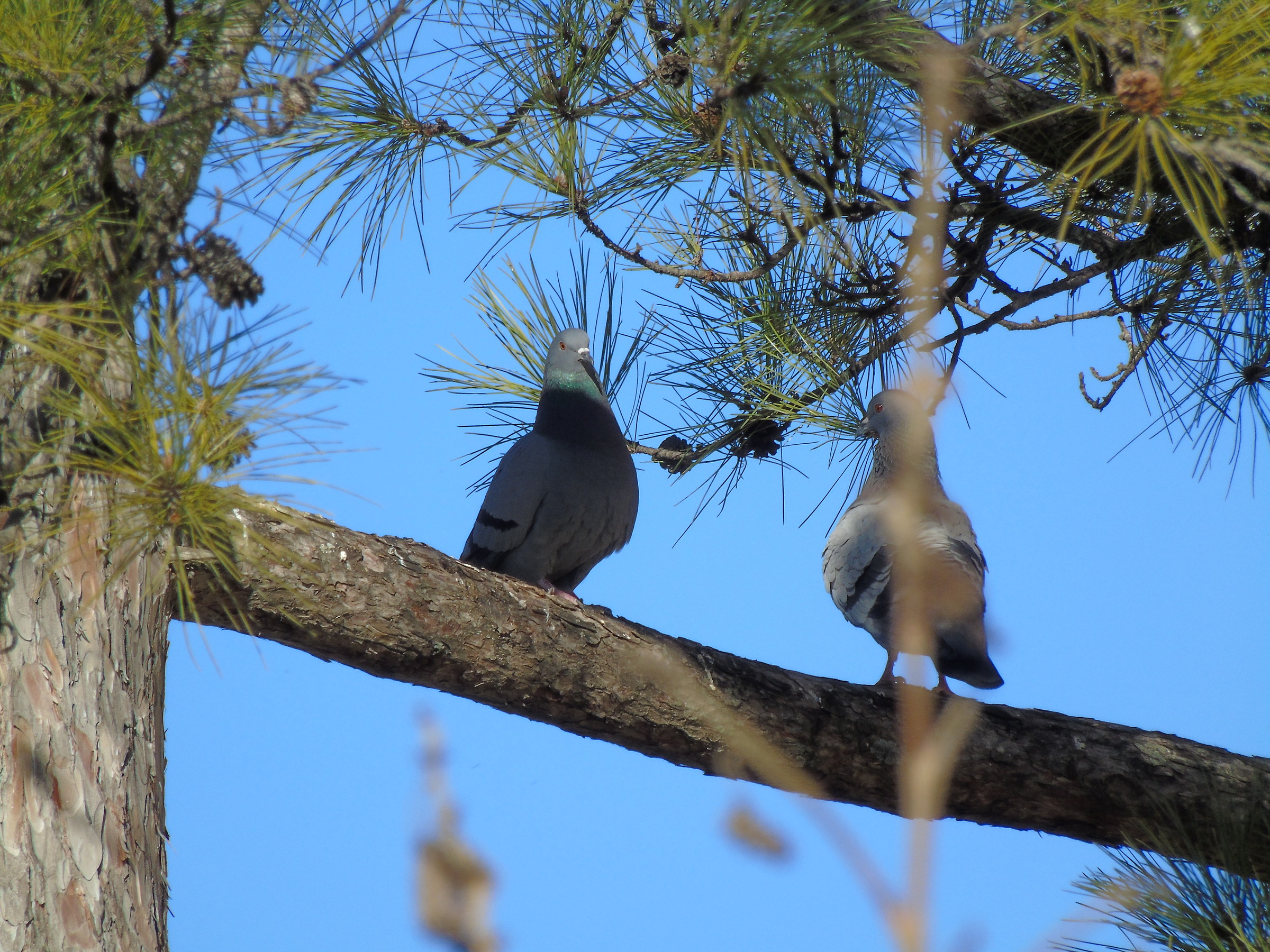 ehm..buona sera sono Mr Pidgeon!