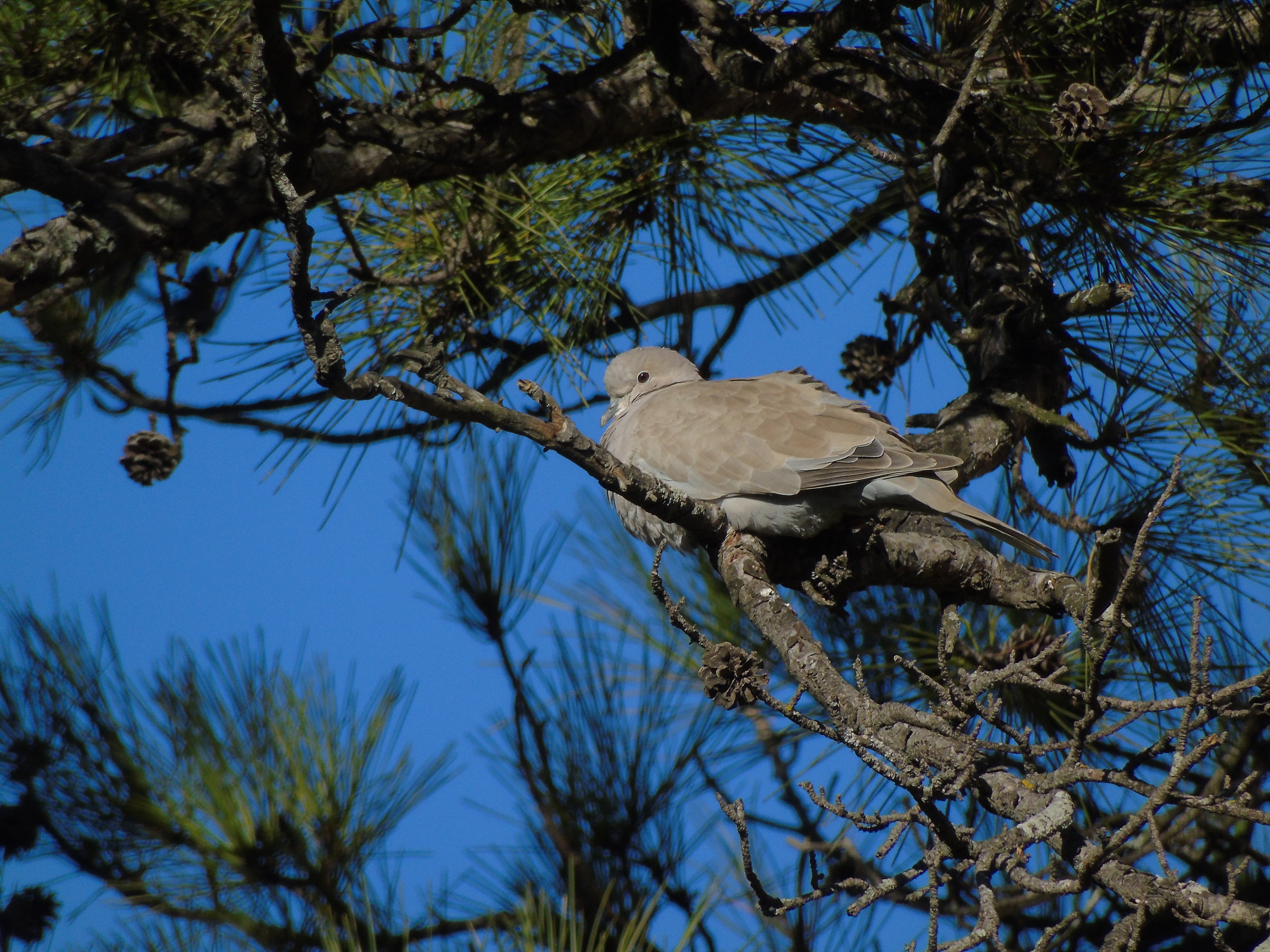 Riposino dopo il pranzo di Natale