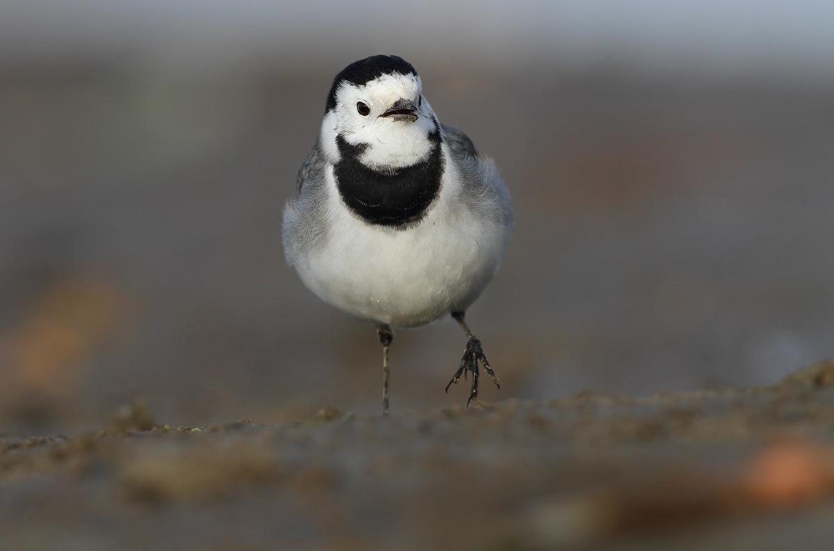 white Wagtail