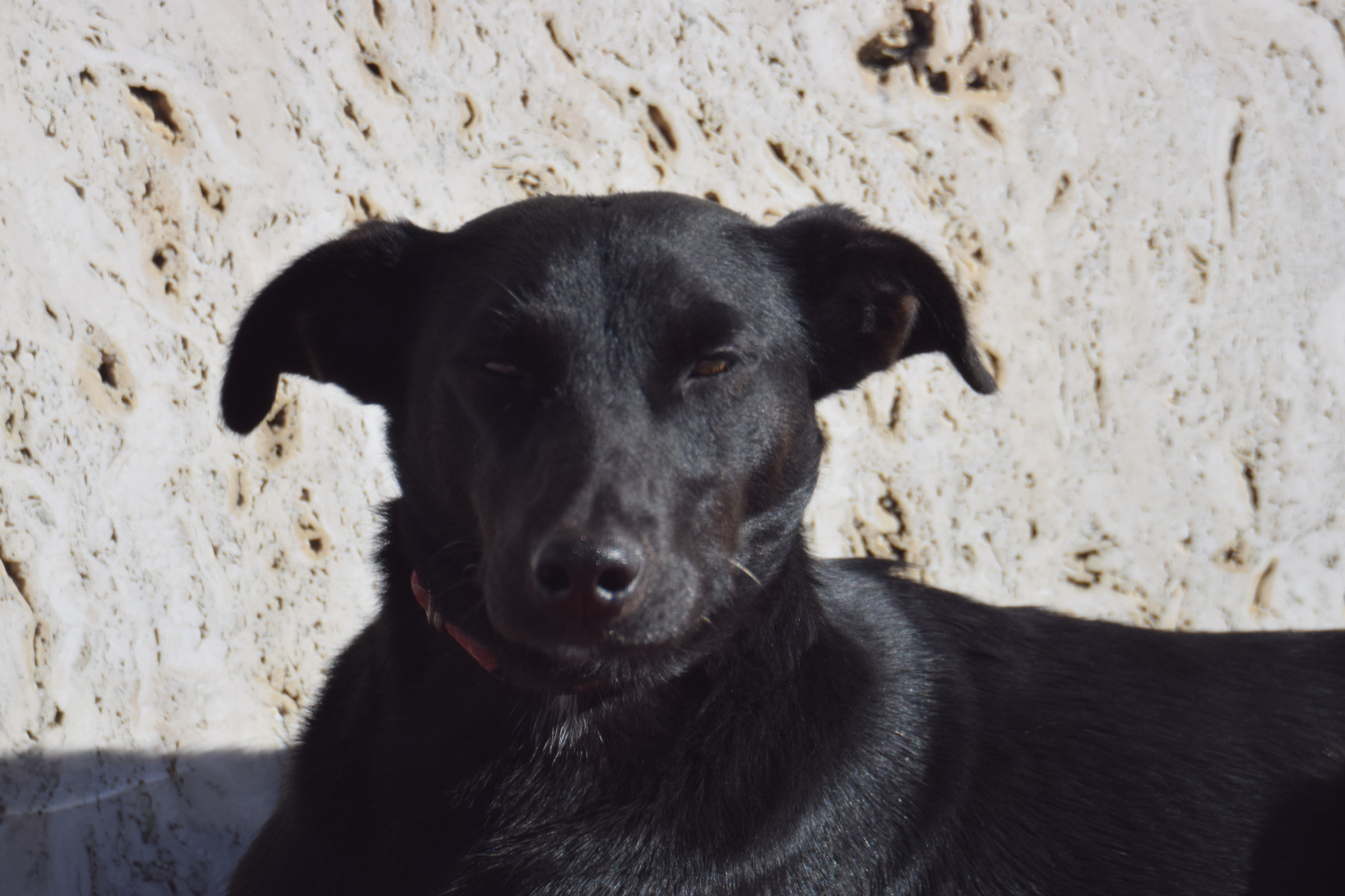 In attesa di un bel pisolino