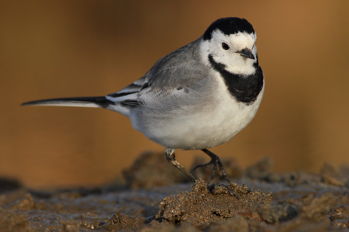 white Wagtail