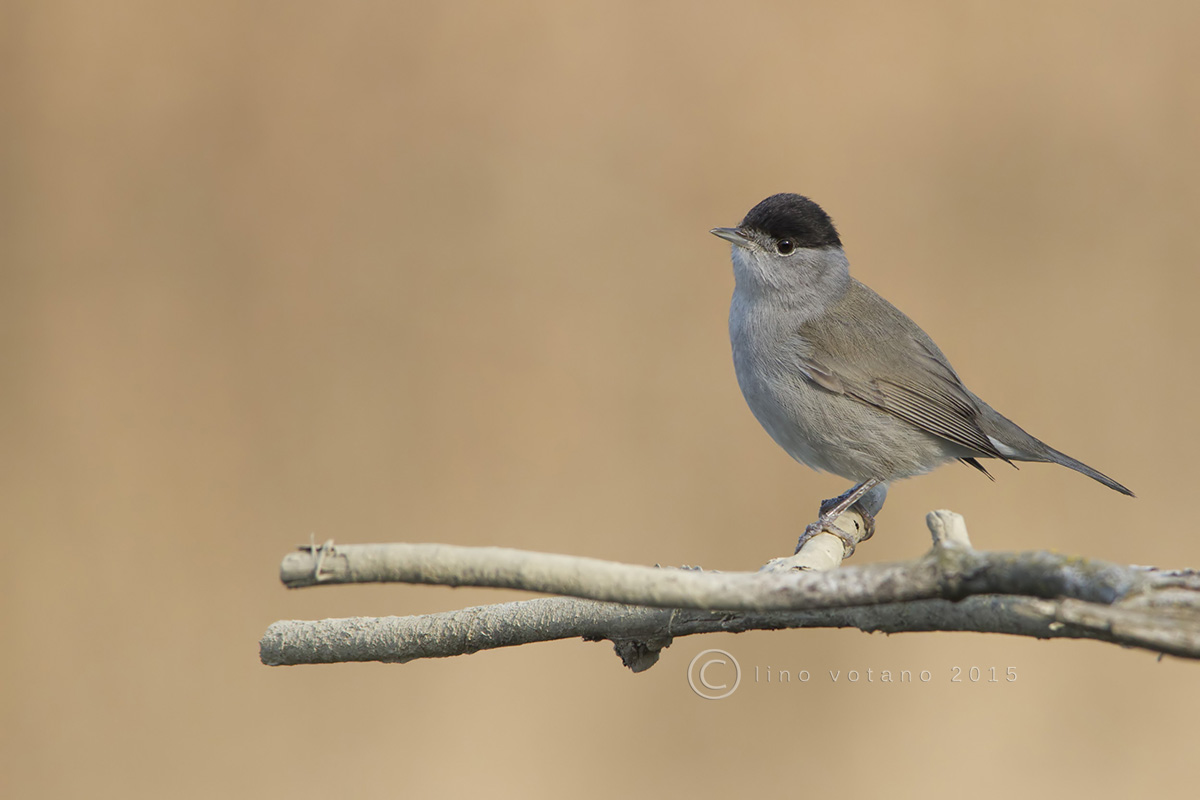 male blackcap (Sylvia atricapilla)