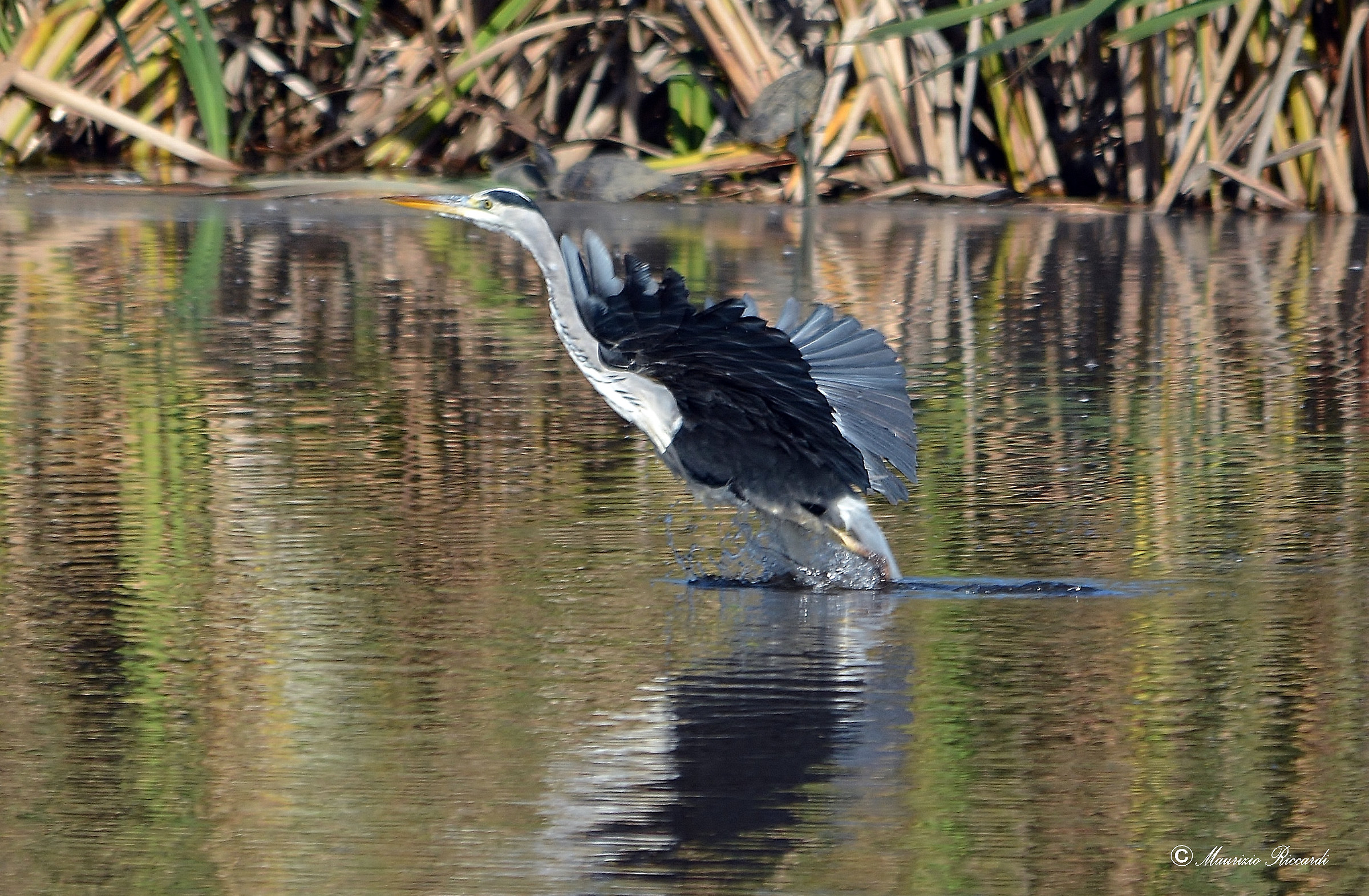 Grey Heron