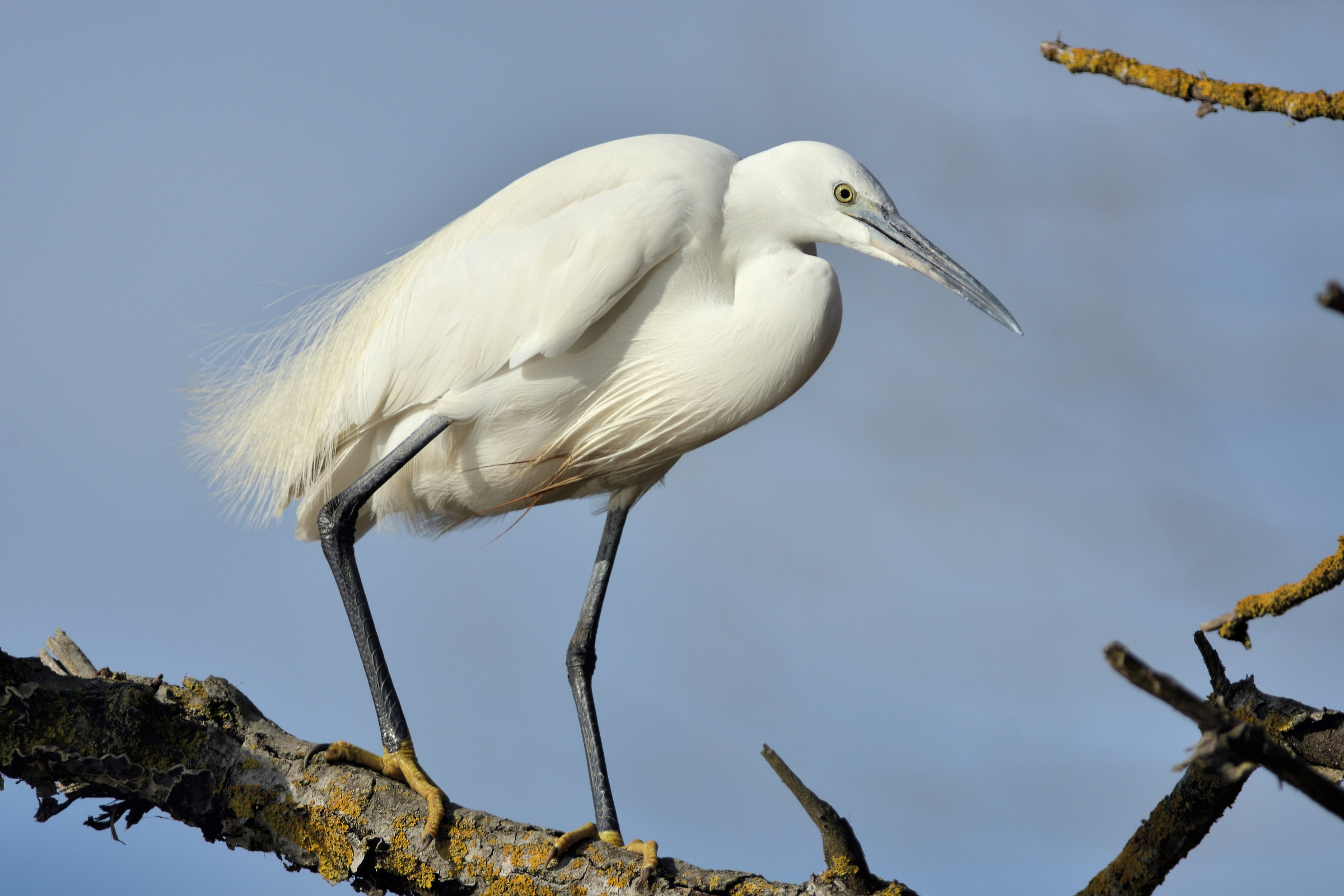 Garzetta egretta