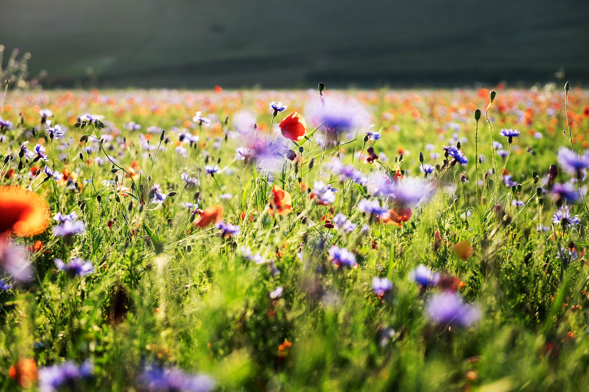 Castelluccio di Norcia 4