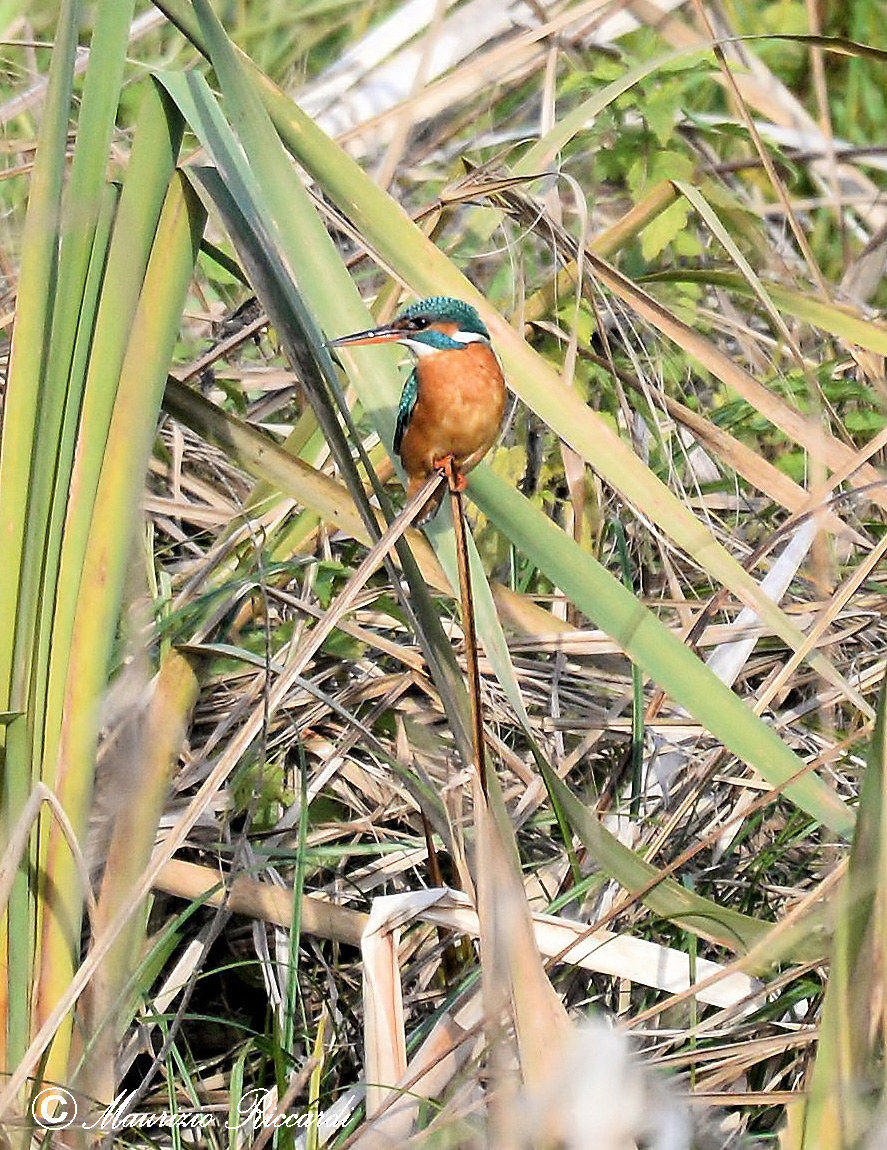 Kingfisher
