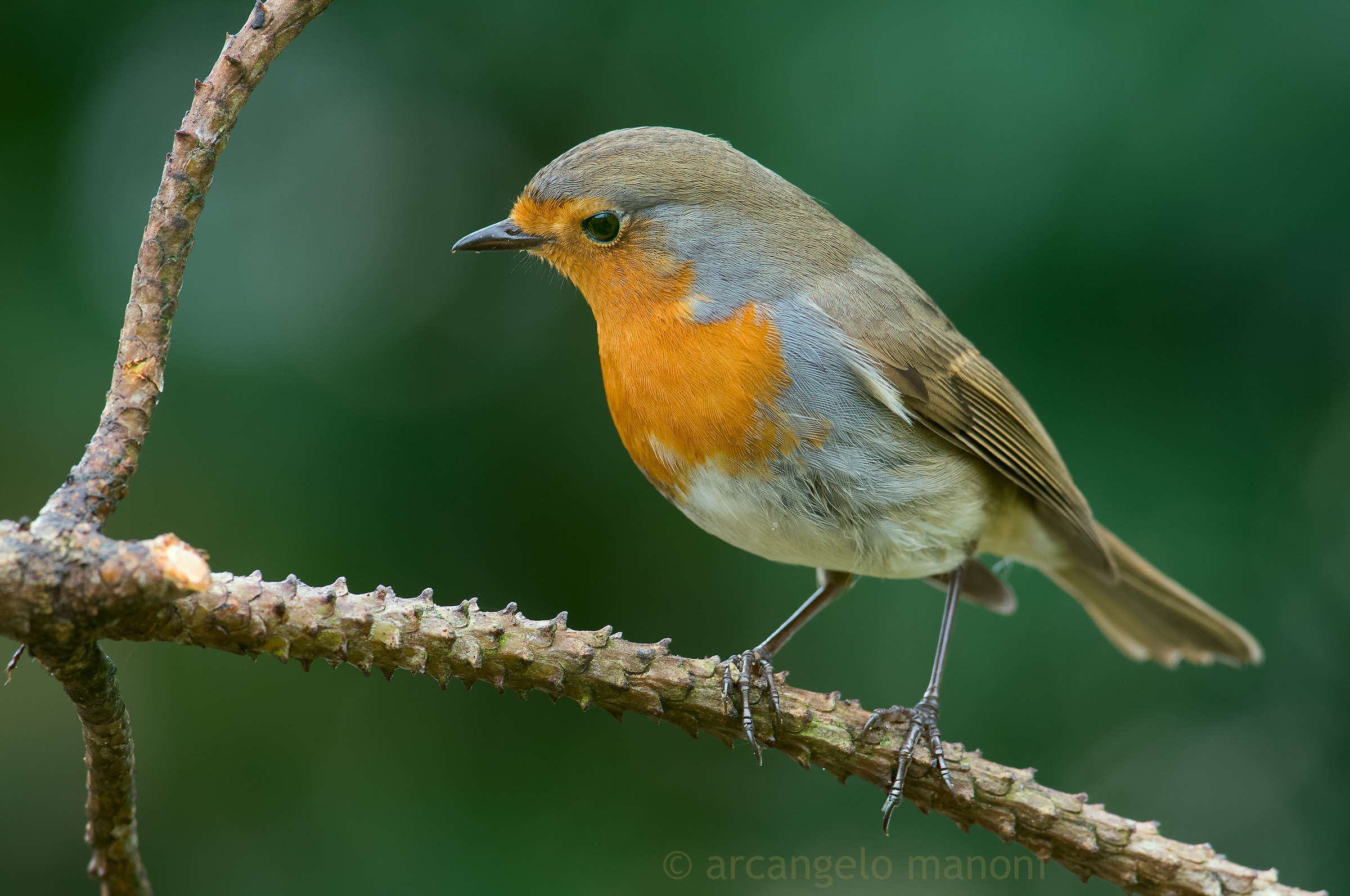 L'interrogativo del pettirosso