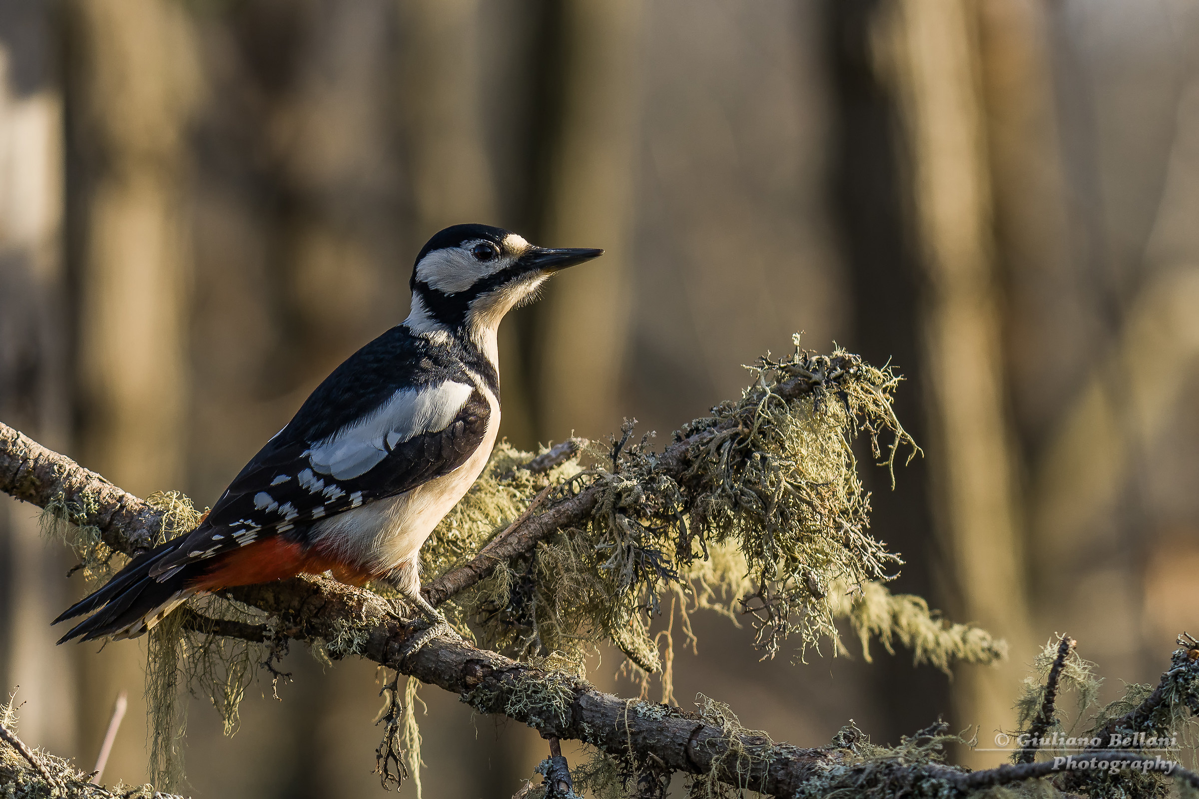 Picchio Rosso Maggiore