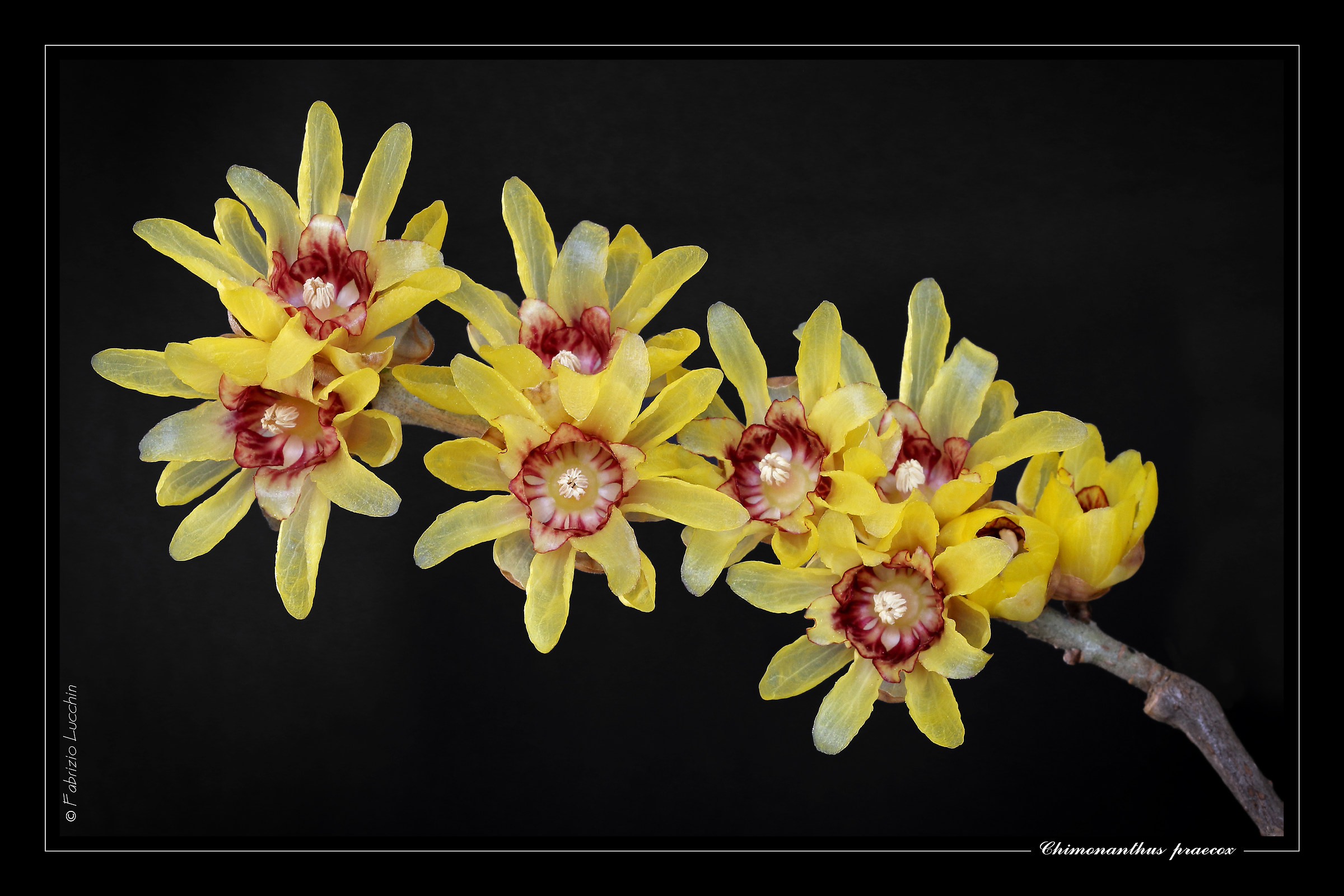 Chimonanthus praecox (Calicanto)