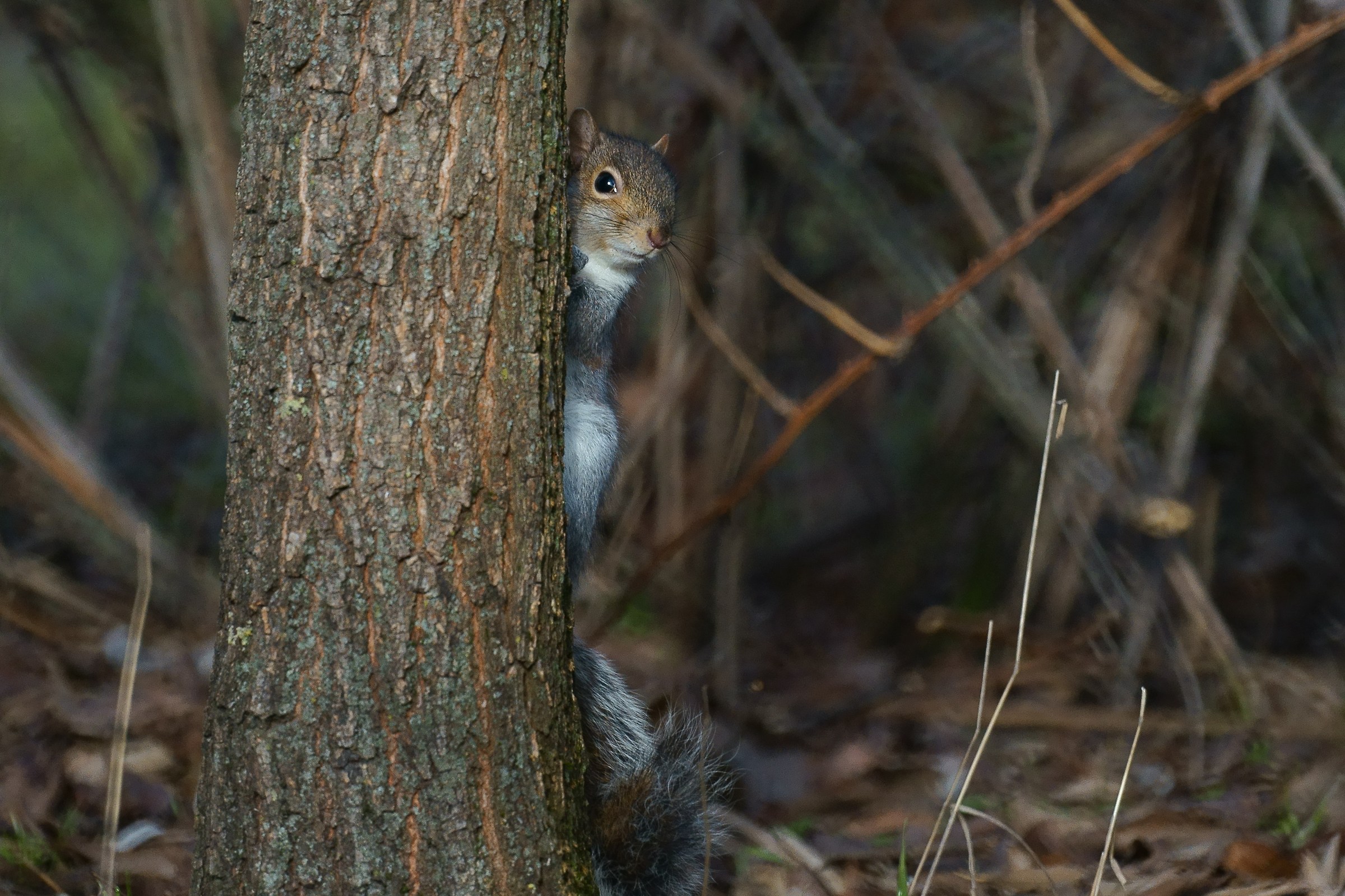 I saw you, you know? A99 Minolta AF Reflex 500 f / 8