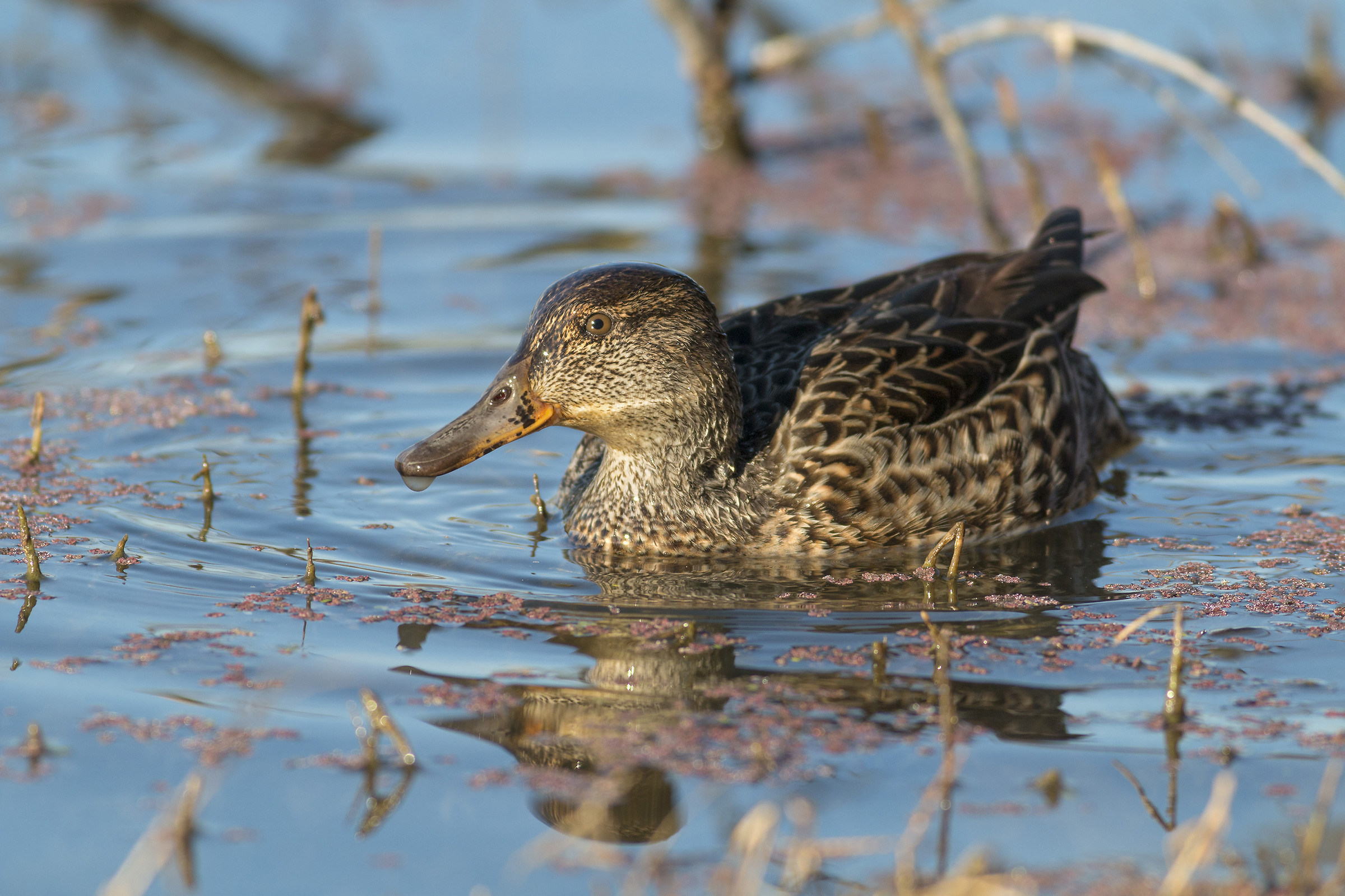 teal female