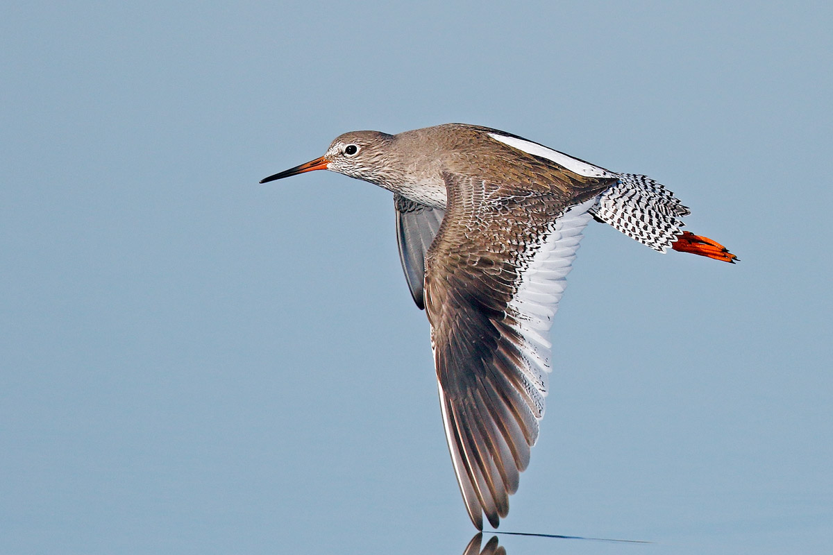 Redshank