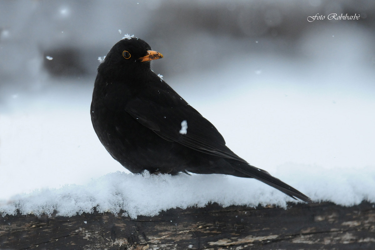 Un Merlo coi fiocchi...