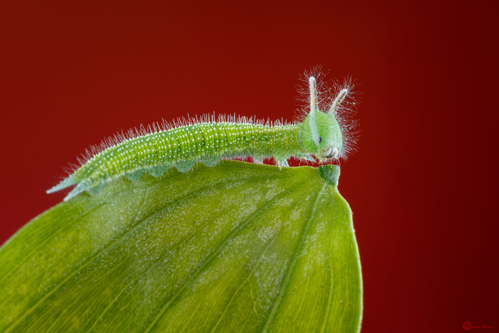 Caterpillar
