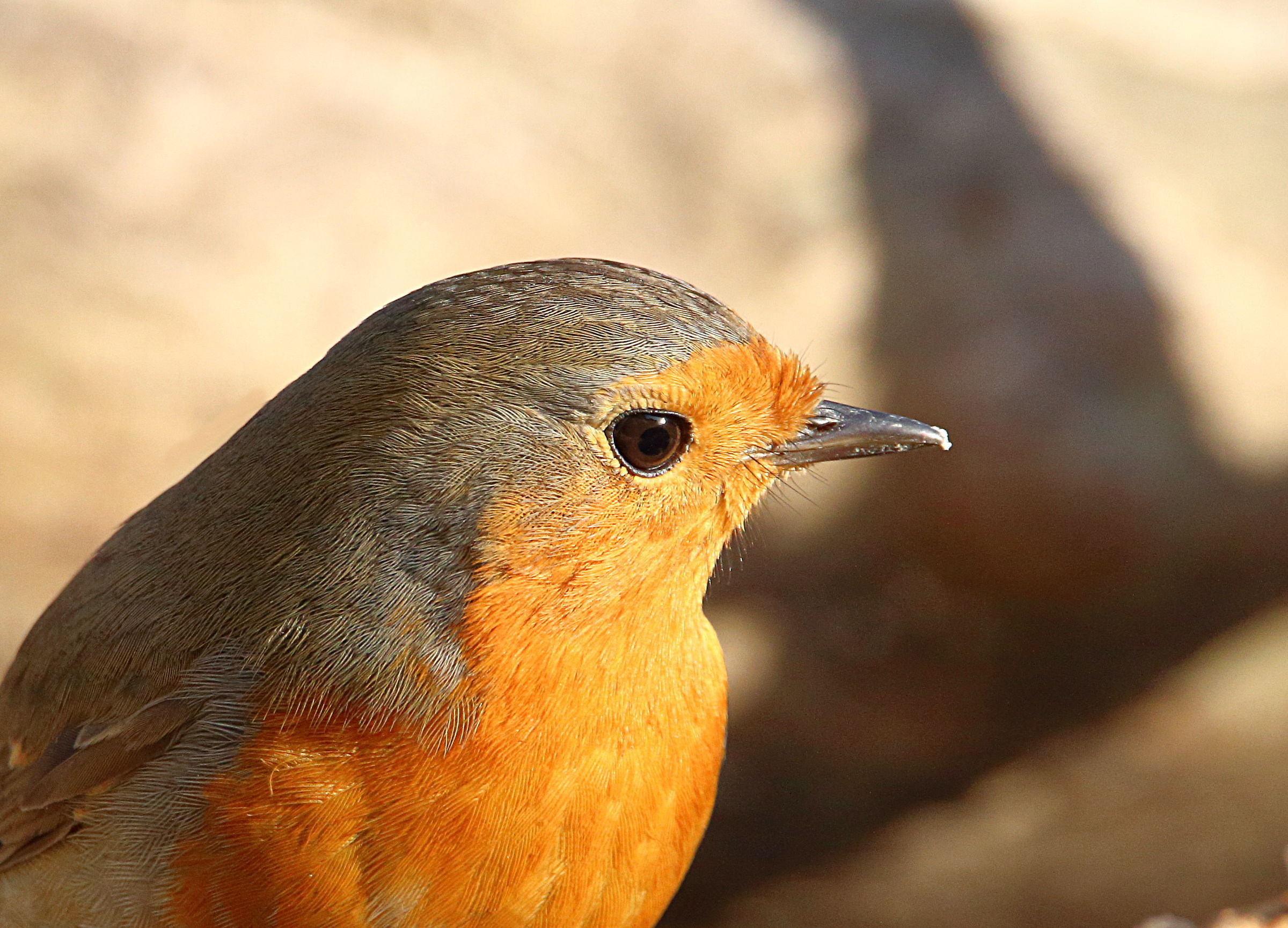 robin detail