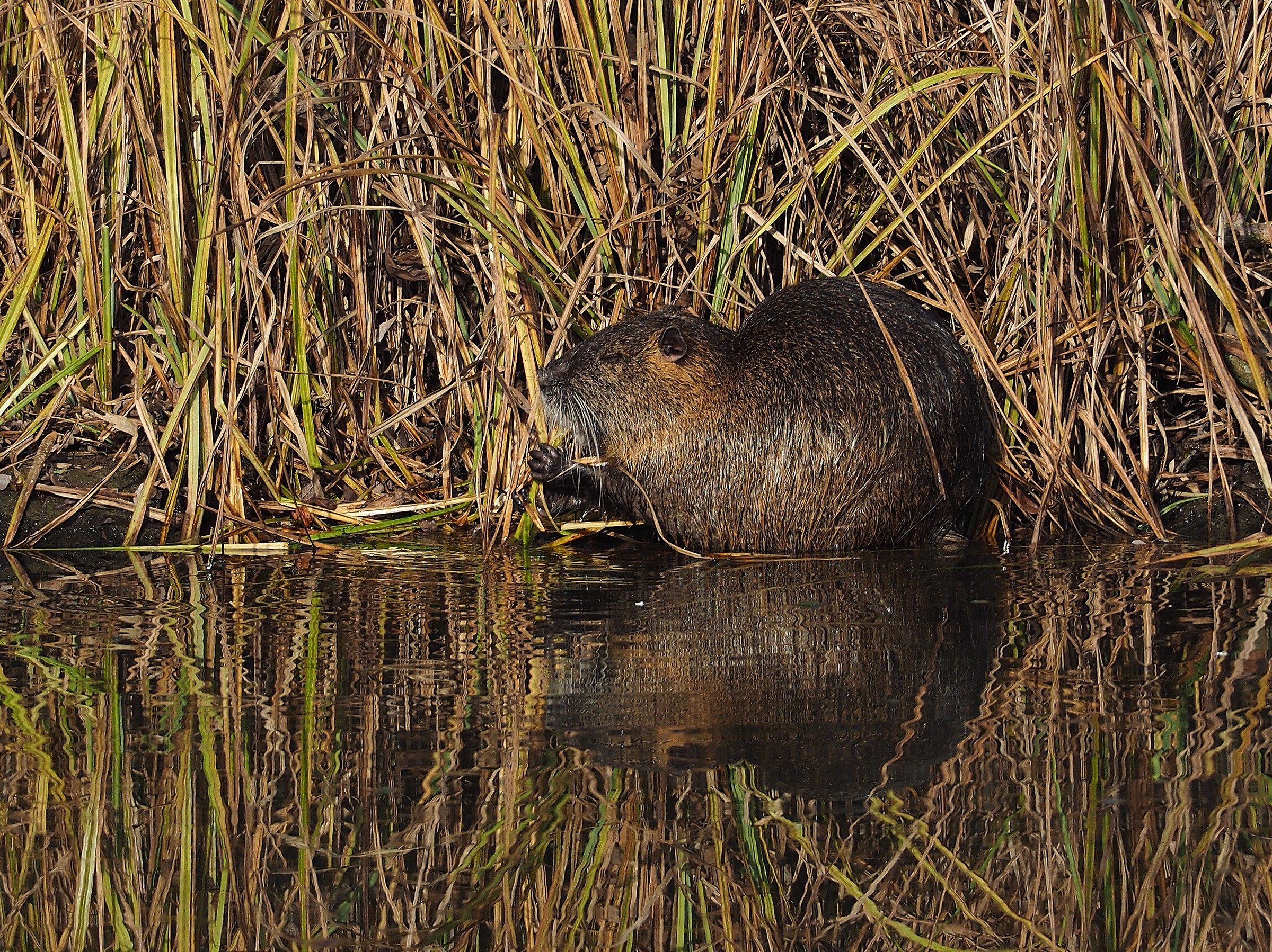 Mhm ! Bona sta erbetta
