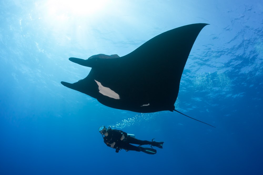 Giant Manta